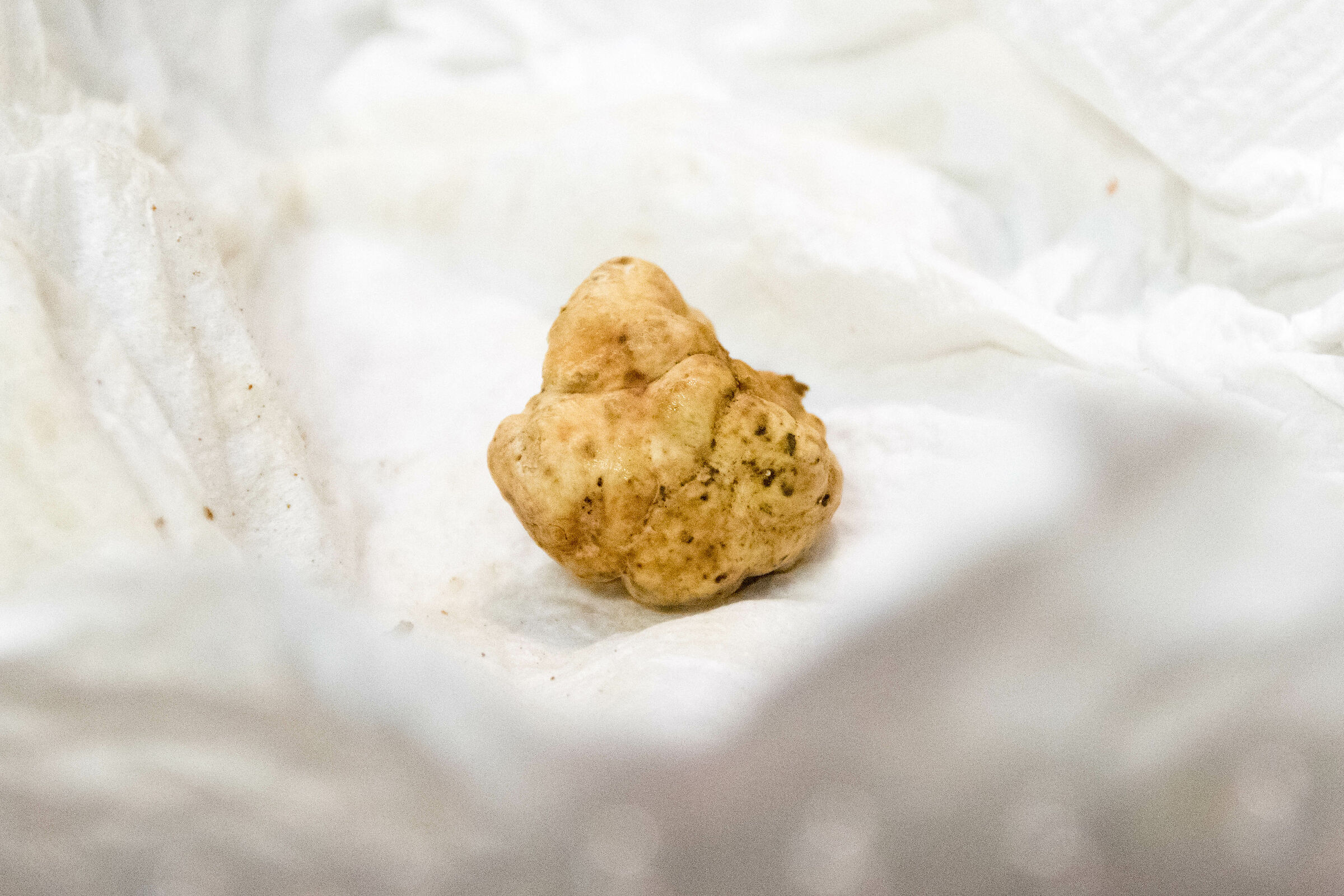 white truffle