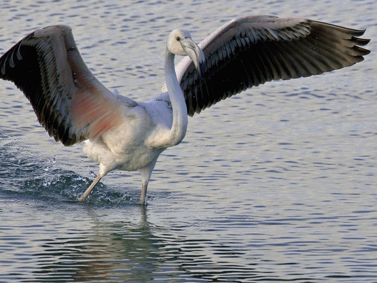Pink Flamingo Junior