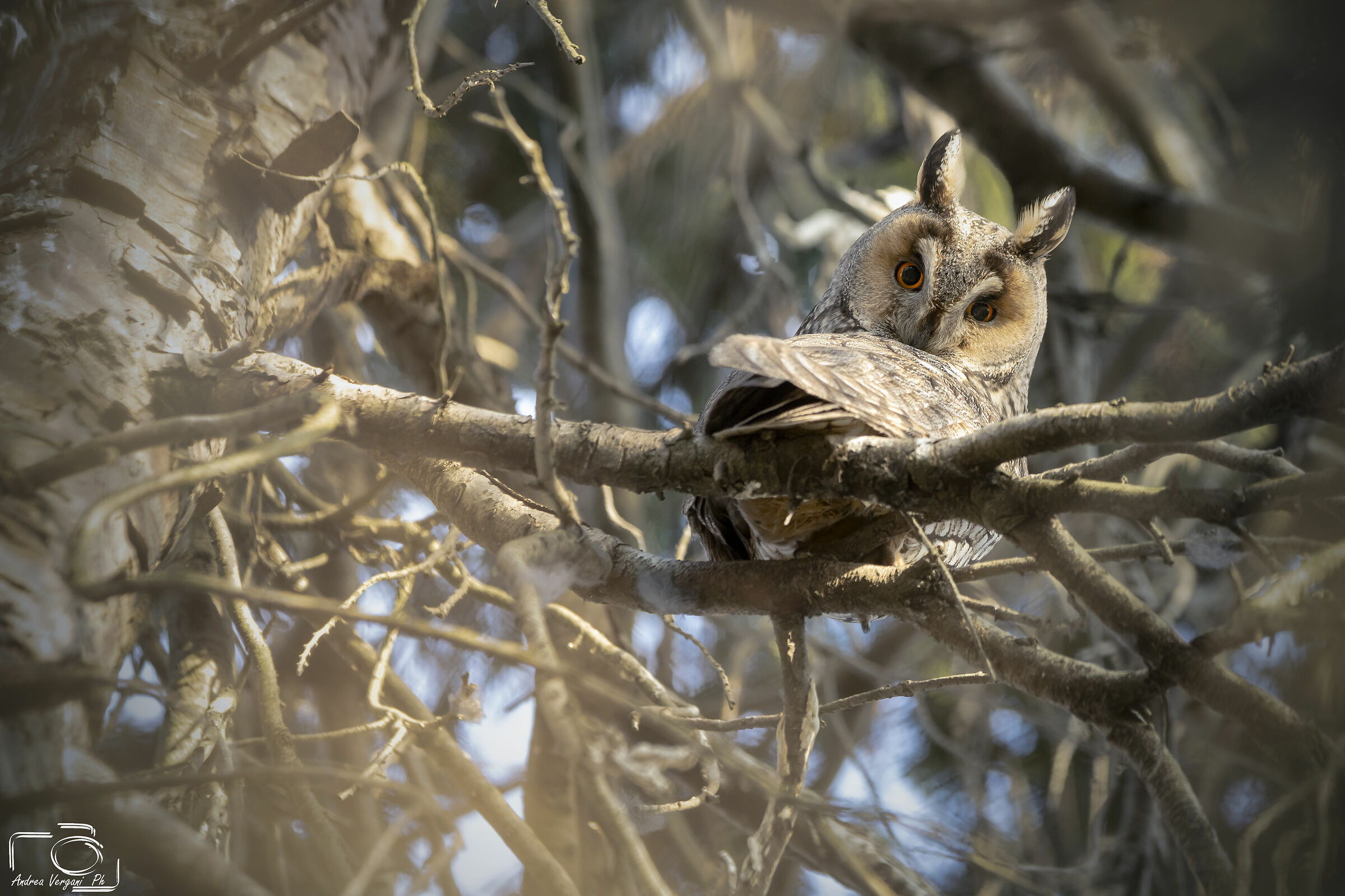 Common Owl Well-infracted !!!