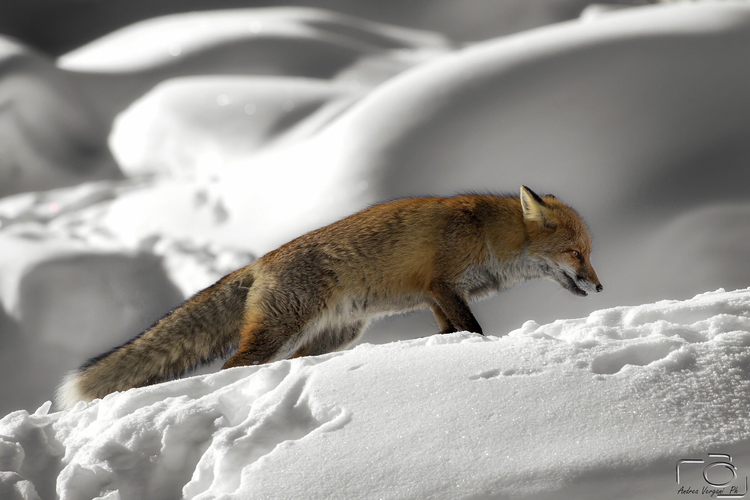 Red Fox