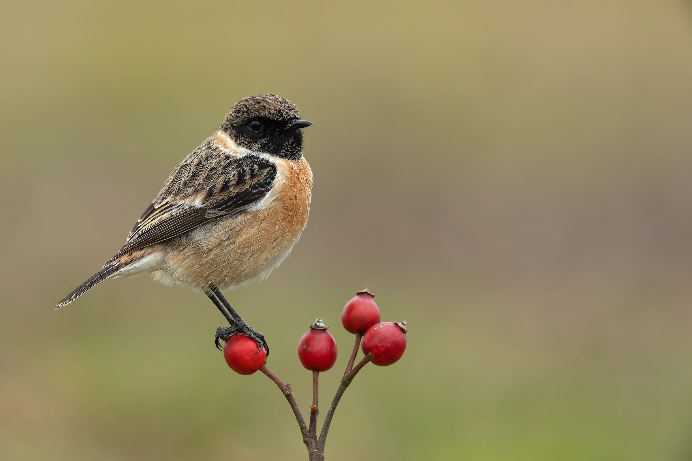 Saltimpalo - European Stonechat