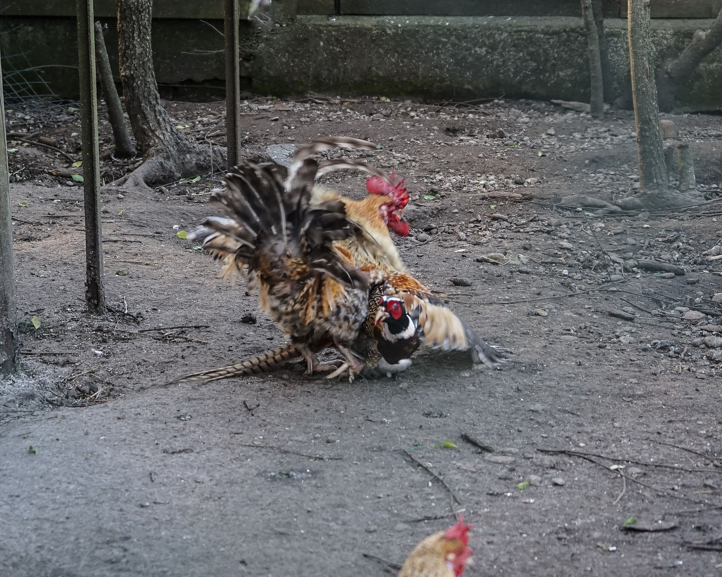 challenge in the henhouse