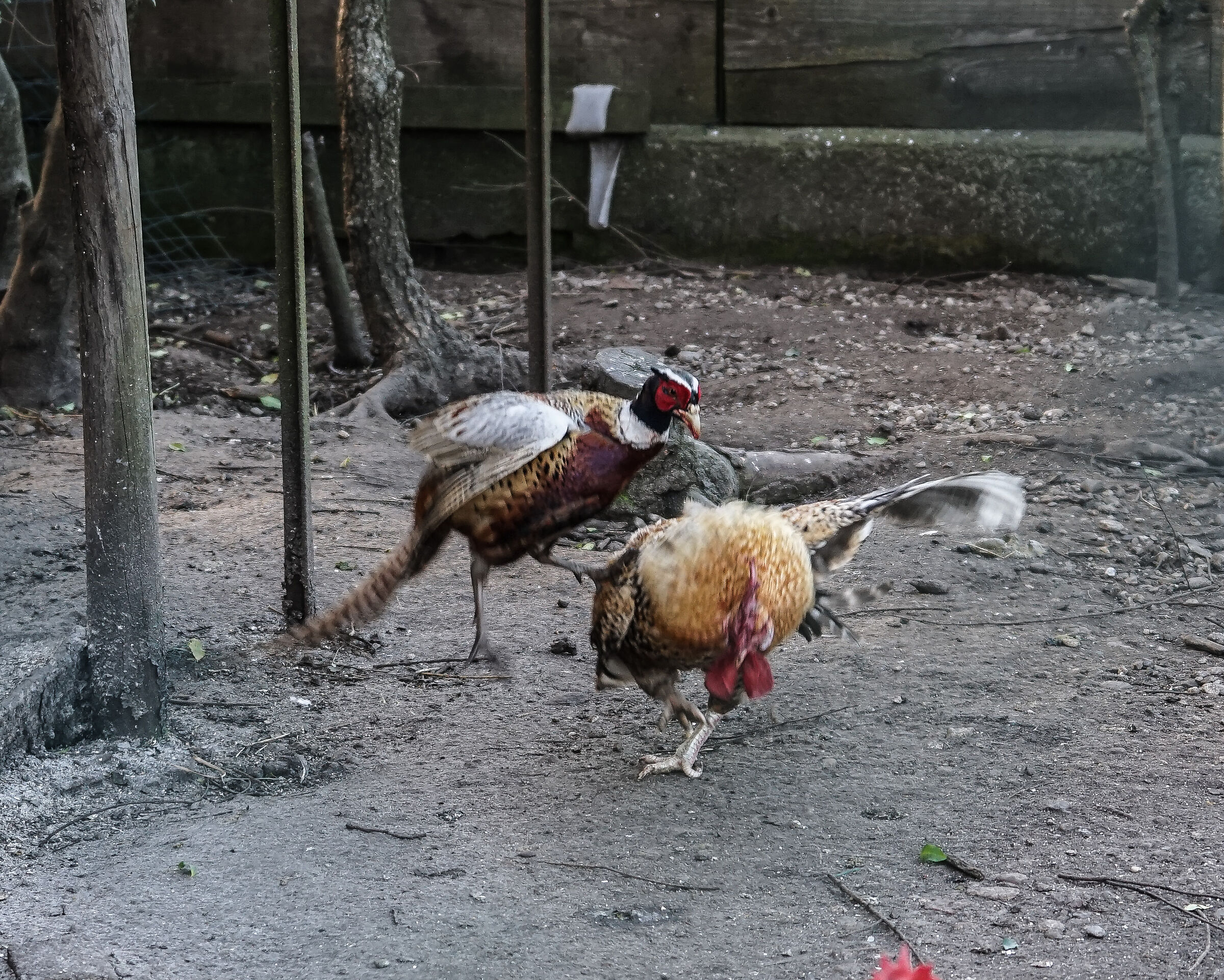 challenge in the henhouse