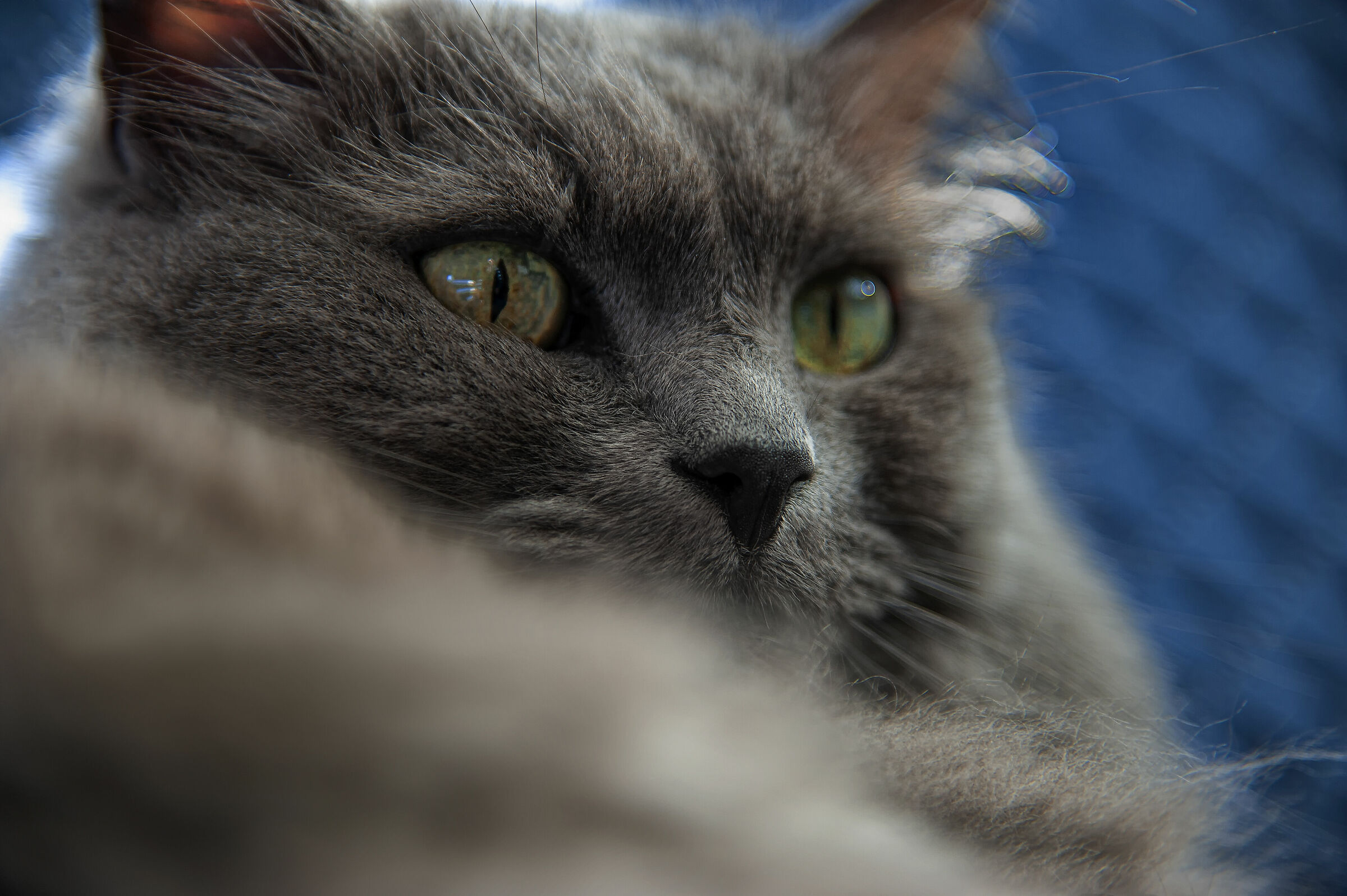 corona virus de chè?