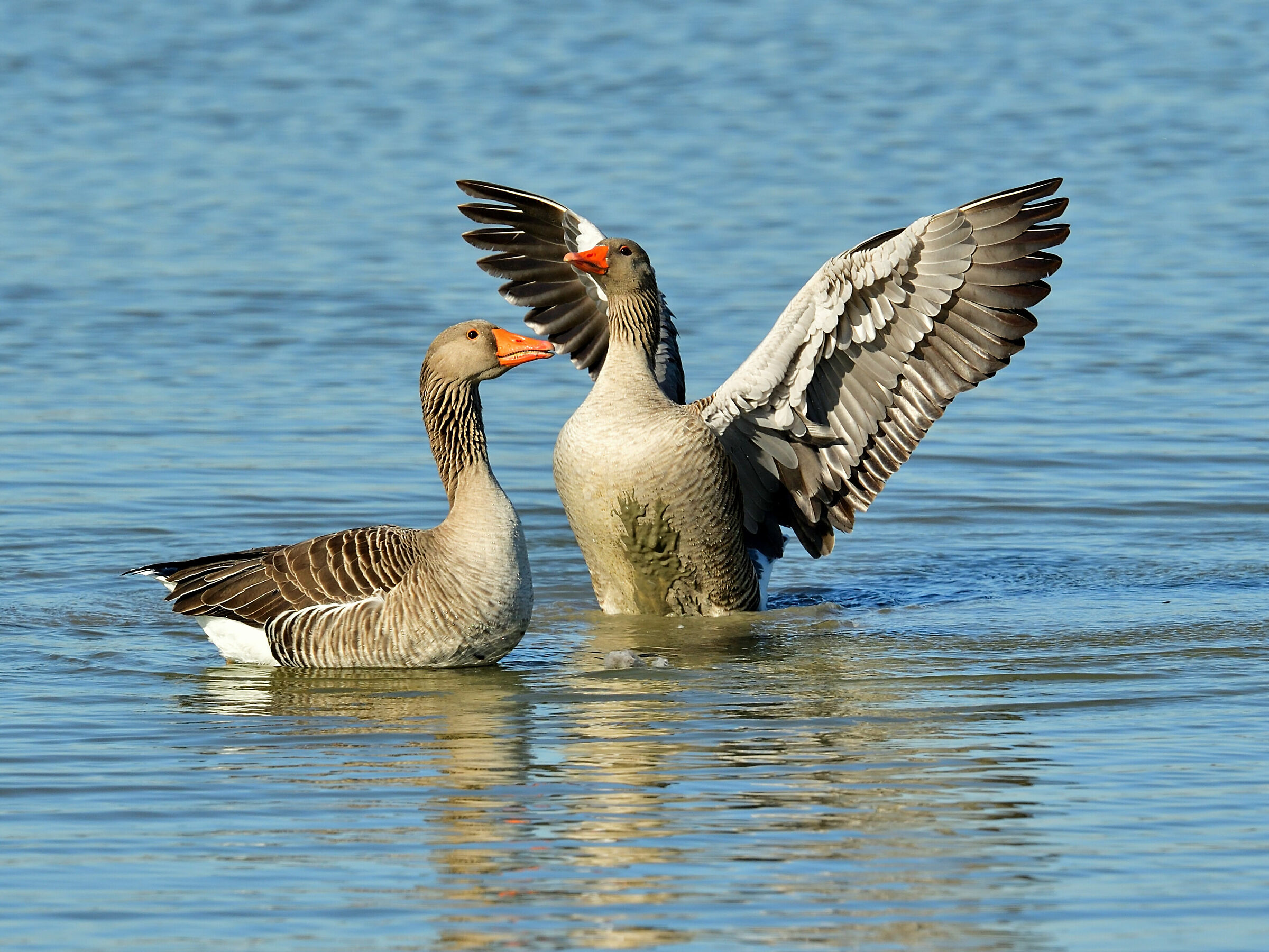 wild geese after: was I good?