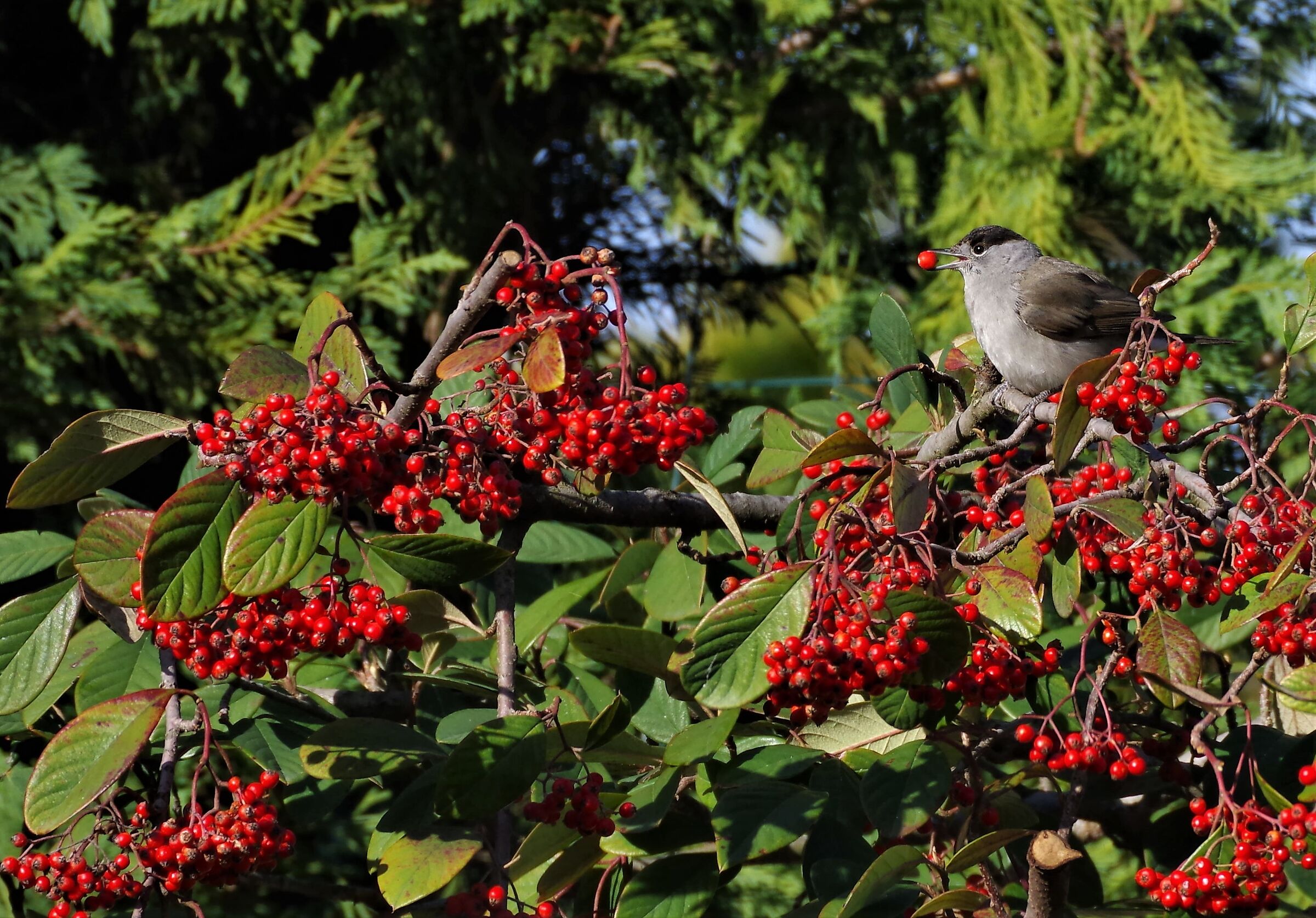 storia di una capinera