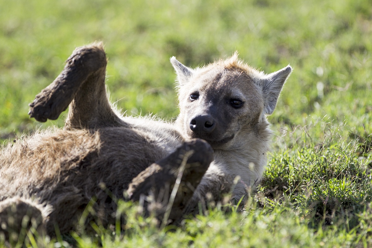 Jena pancia all'aria