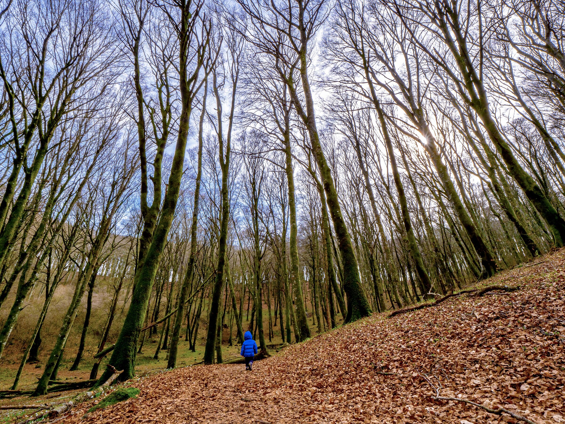 You know that poppies...