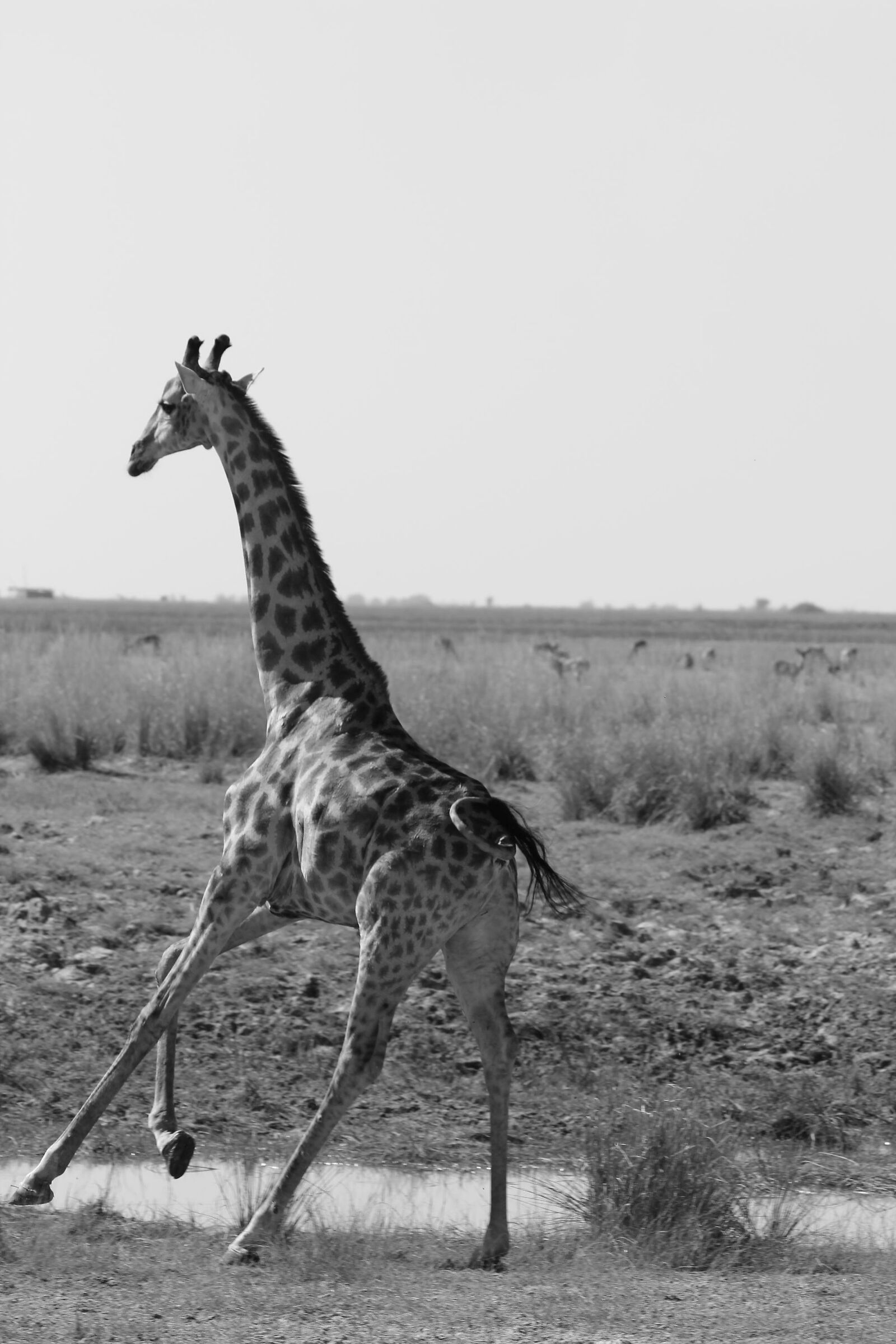 Baby giraffa ... corsetta in b/n