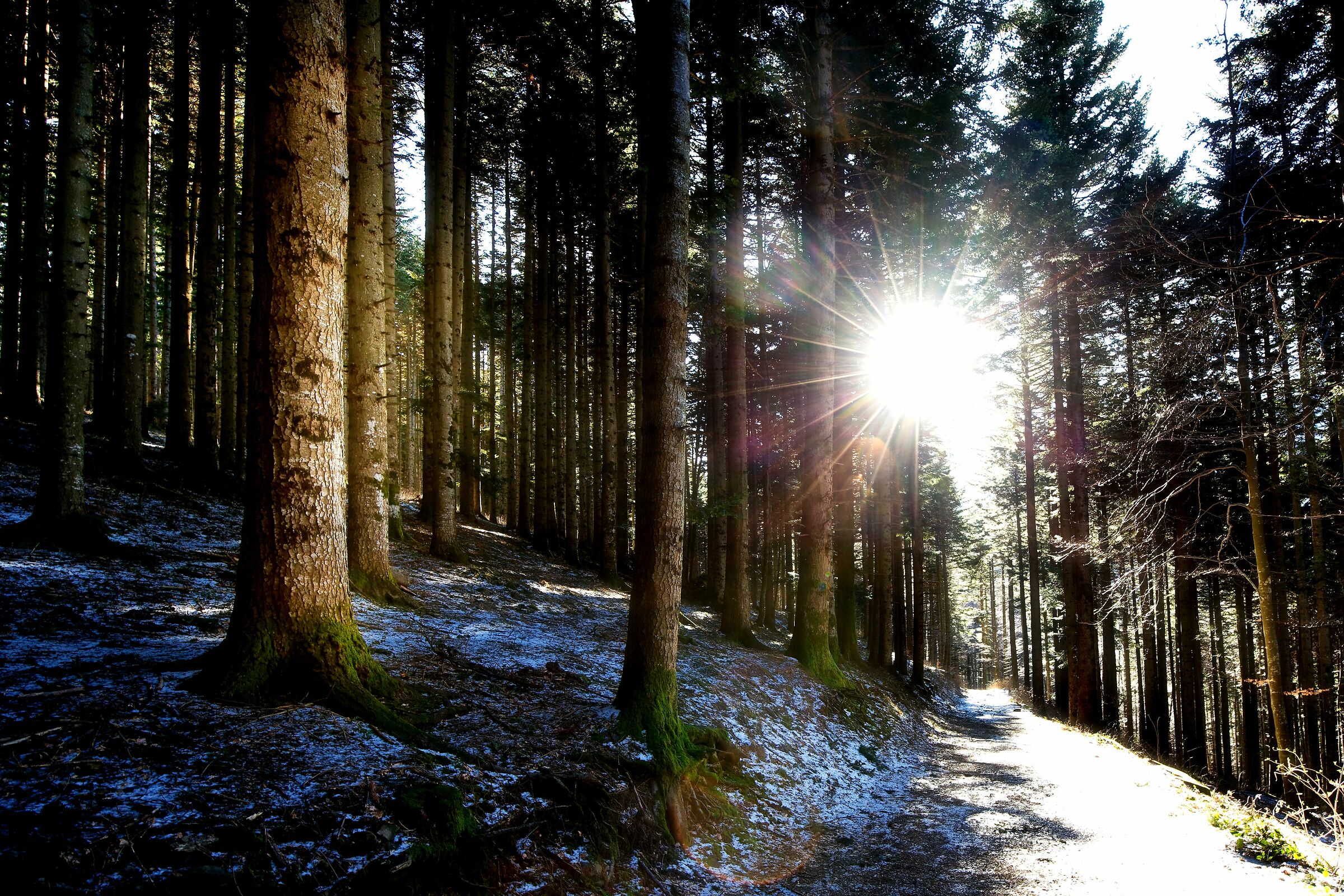 Calde luci nel gelo del bosco