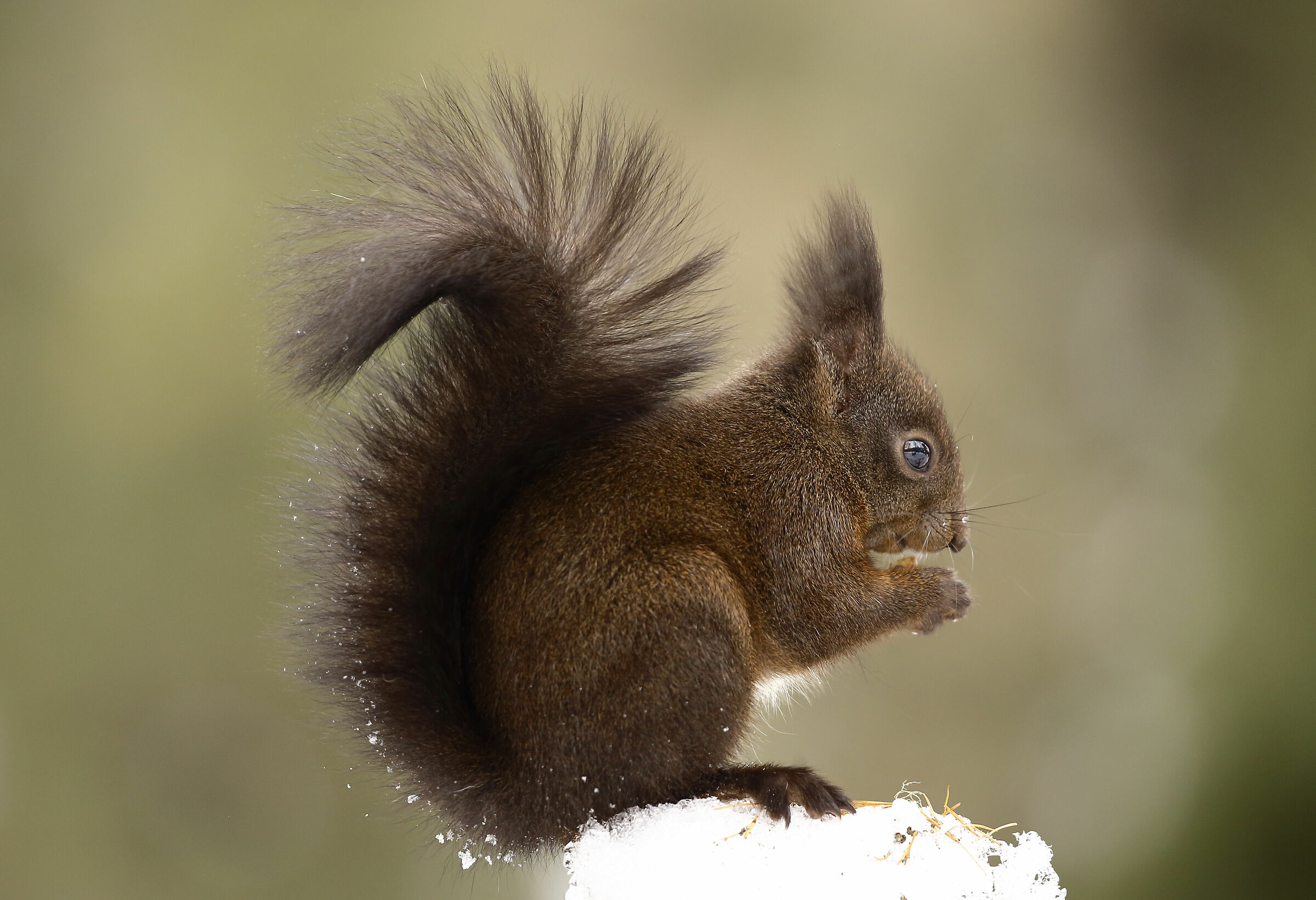 Dedicated to us who love animals