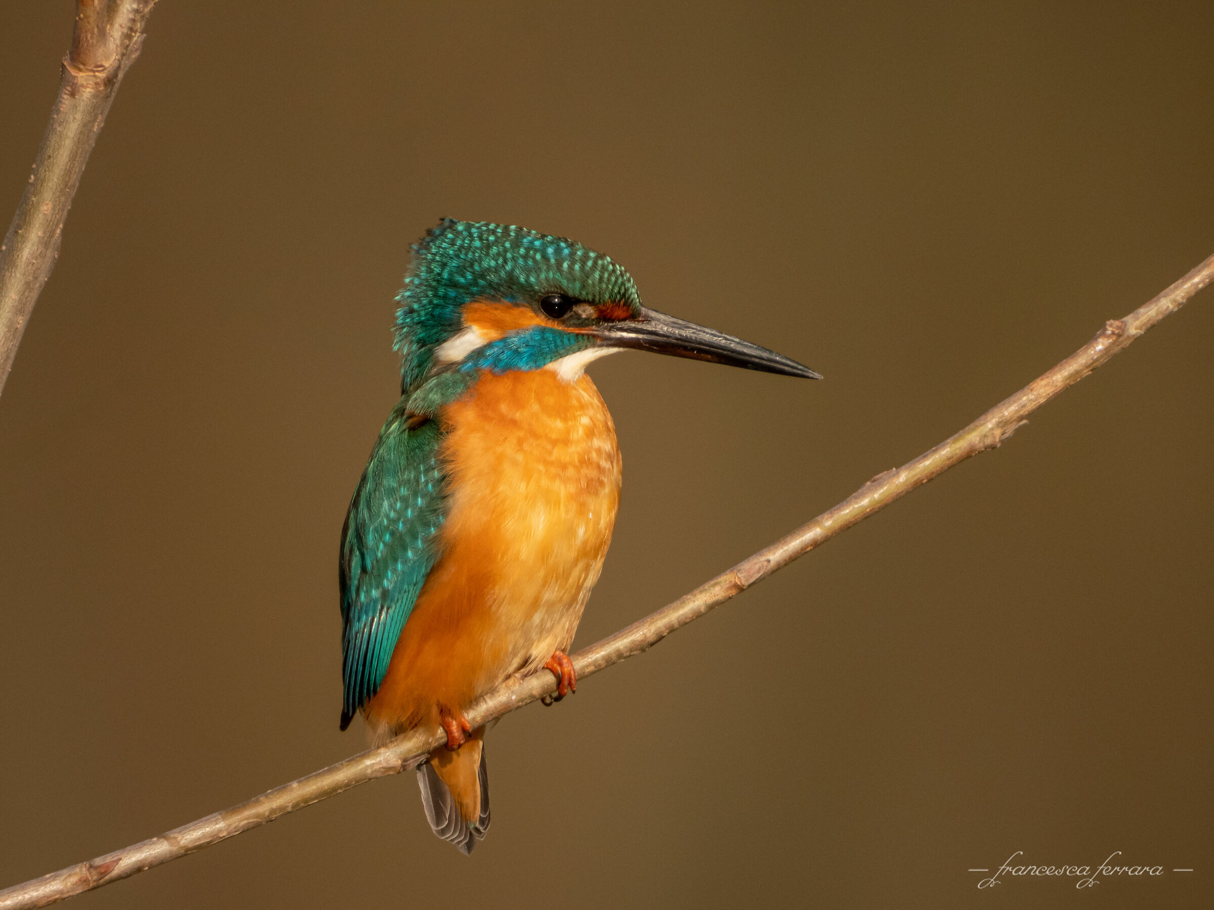 Martin Fisher (Alcedo Atthis)