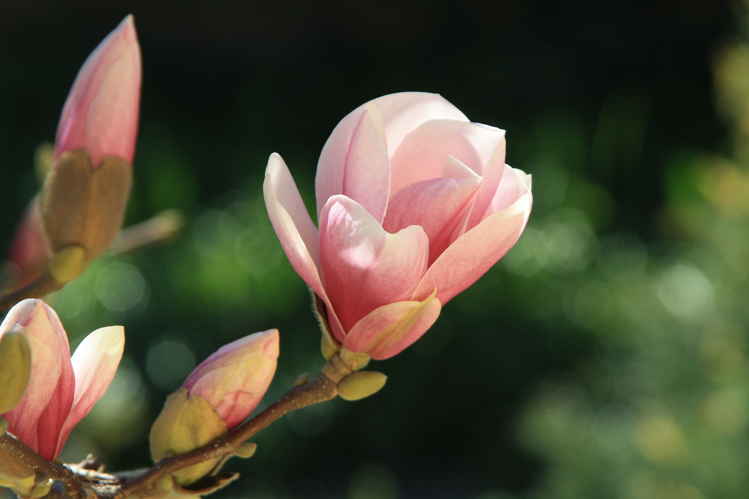 Primavera in arrivo ..