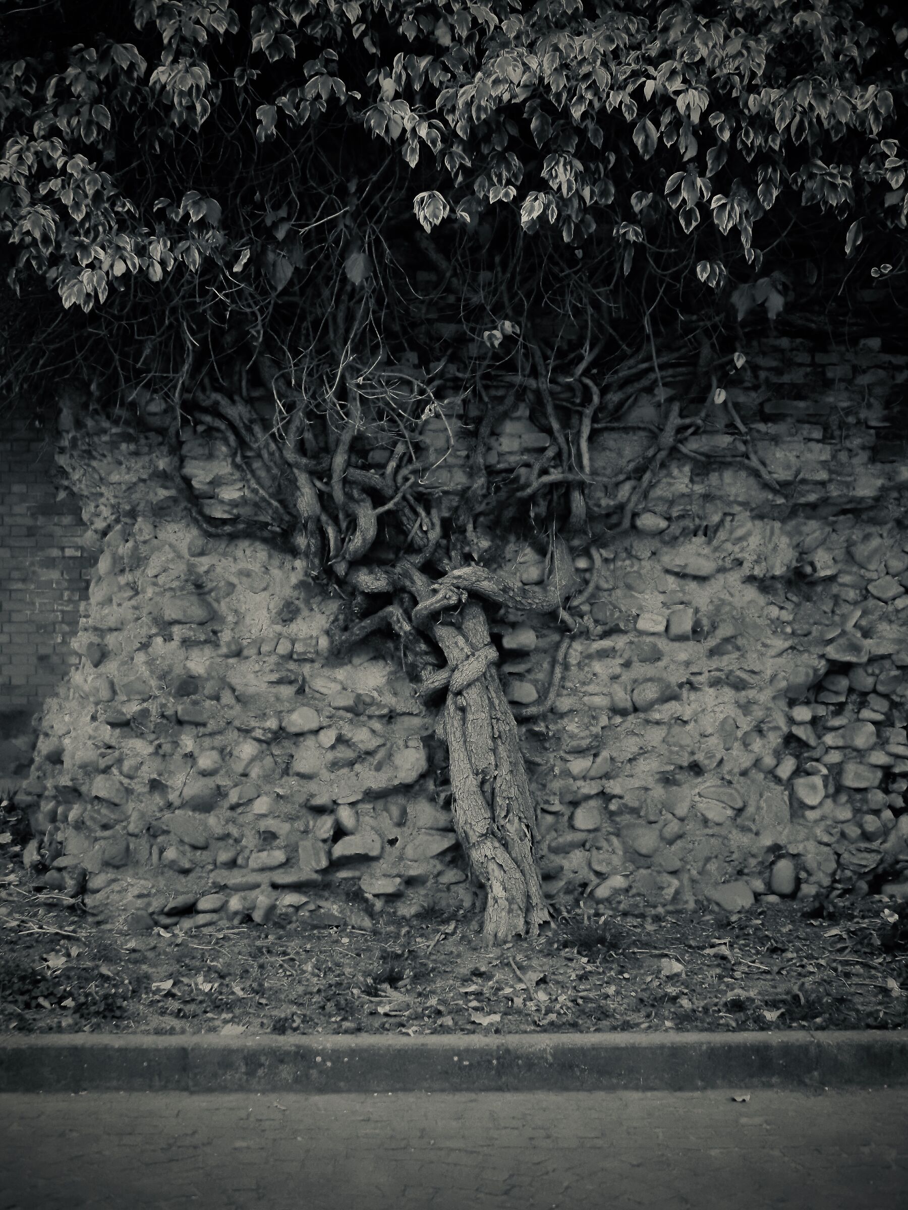 L'albero nella roccia