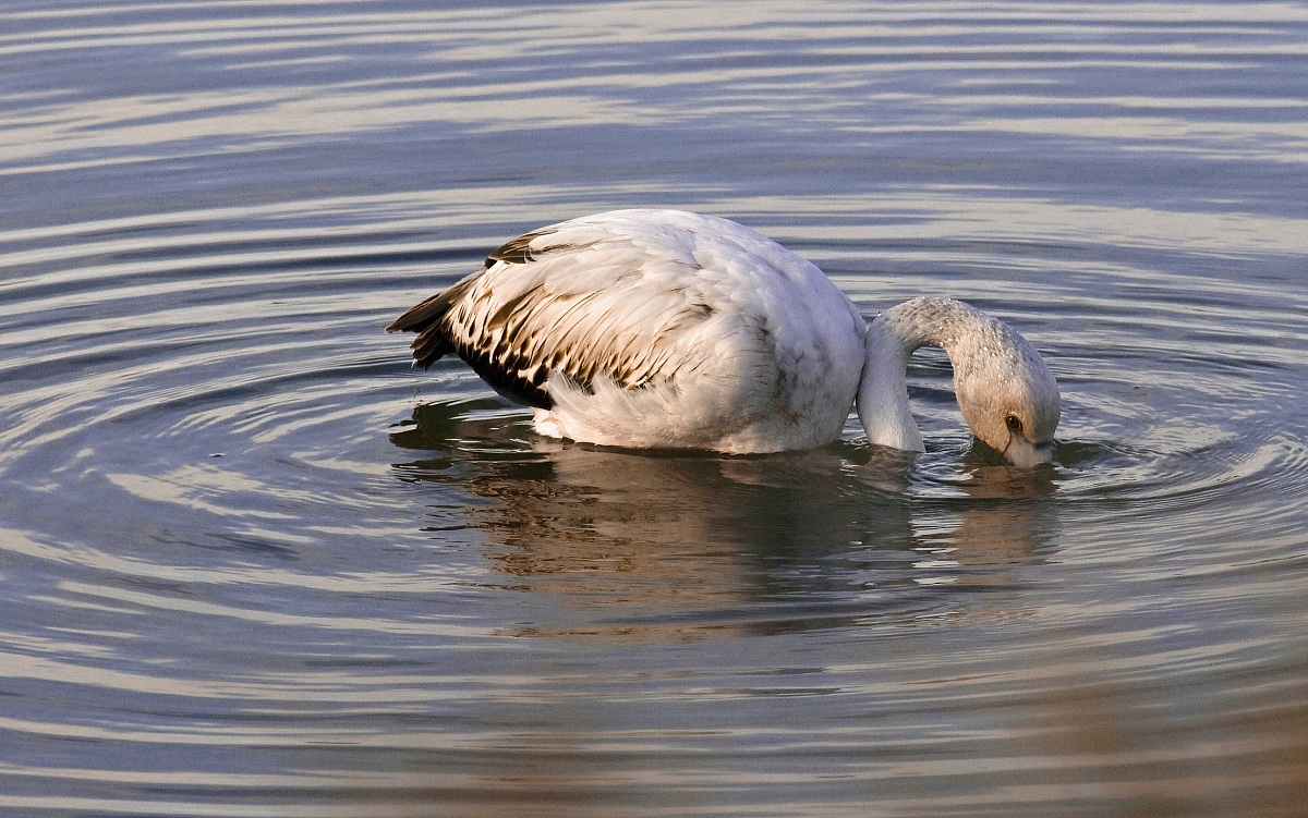 Pink Flamingo jiunior
