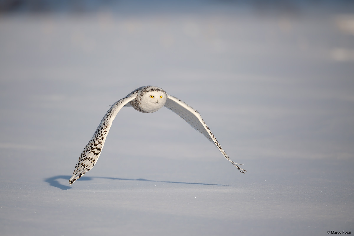 The wings of freedom