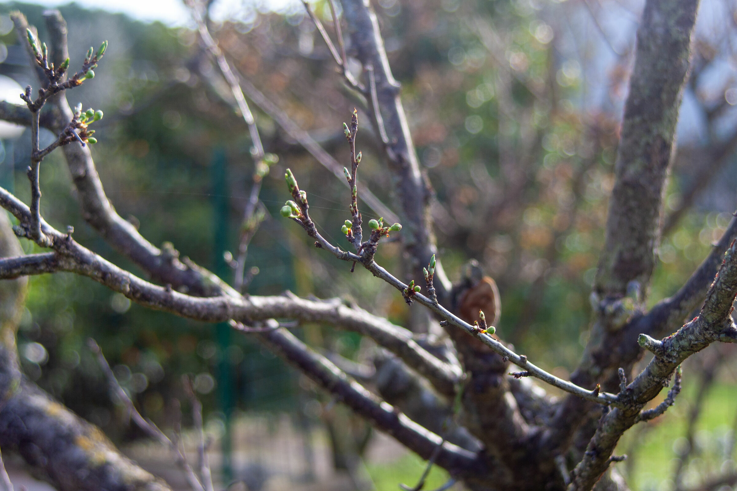 plum gems that are waking up