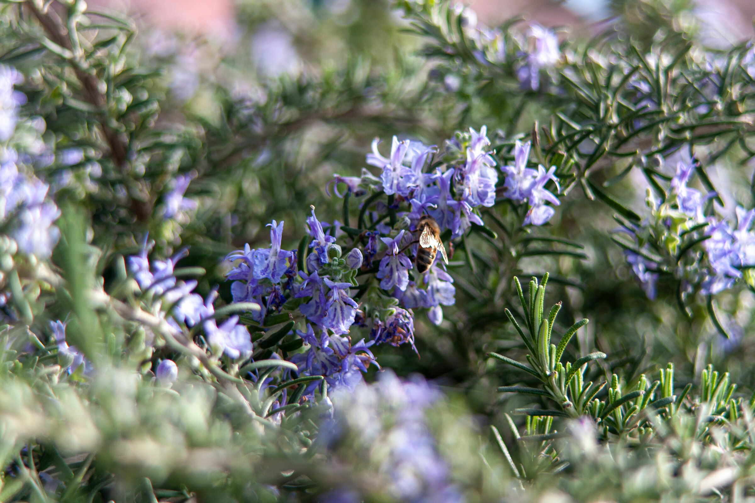 rosemary flowers