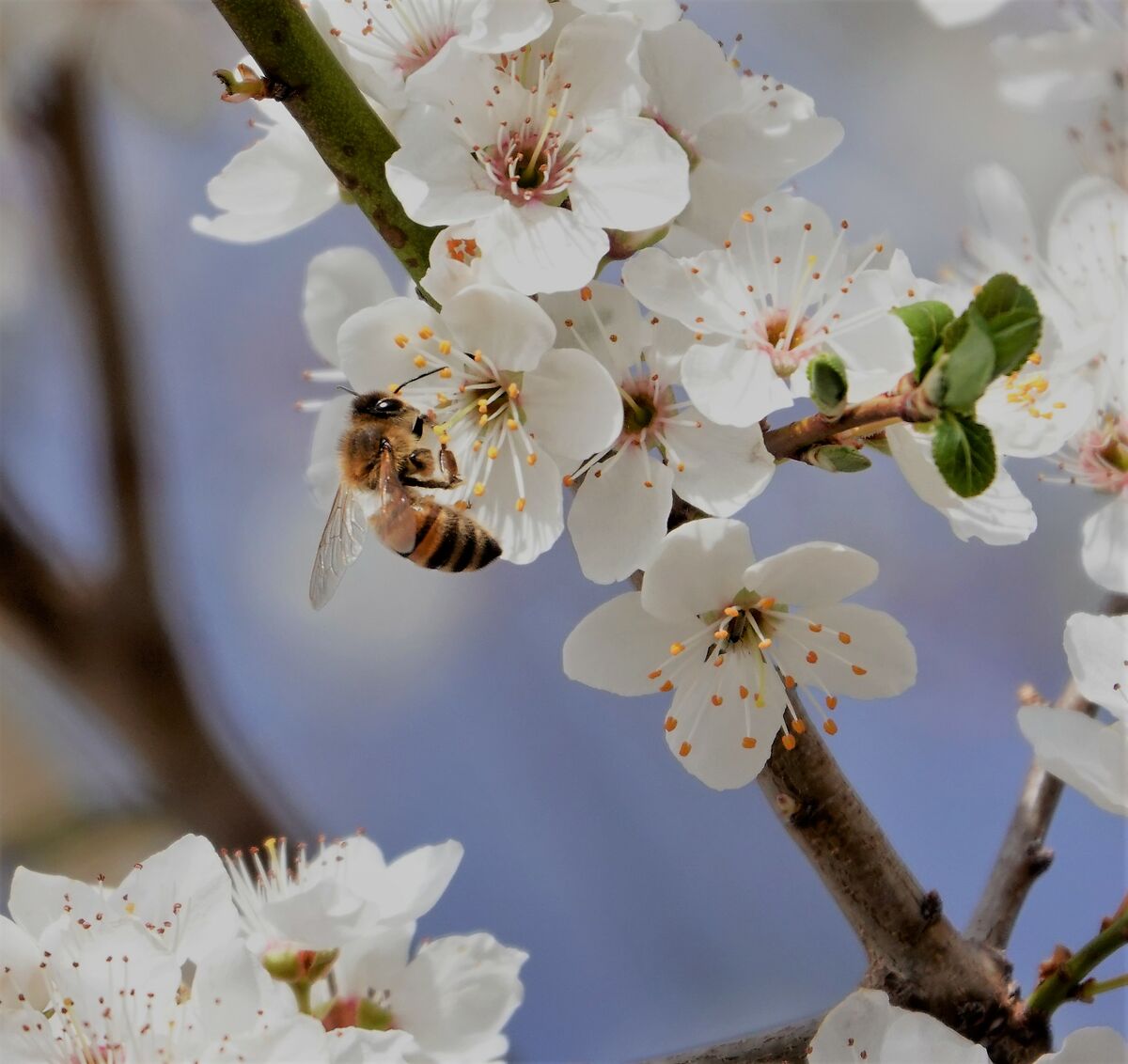 taste of spring....