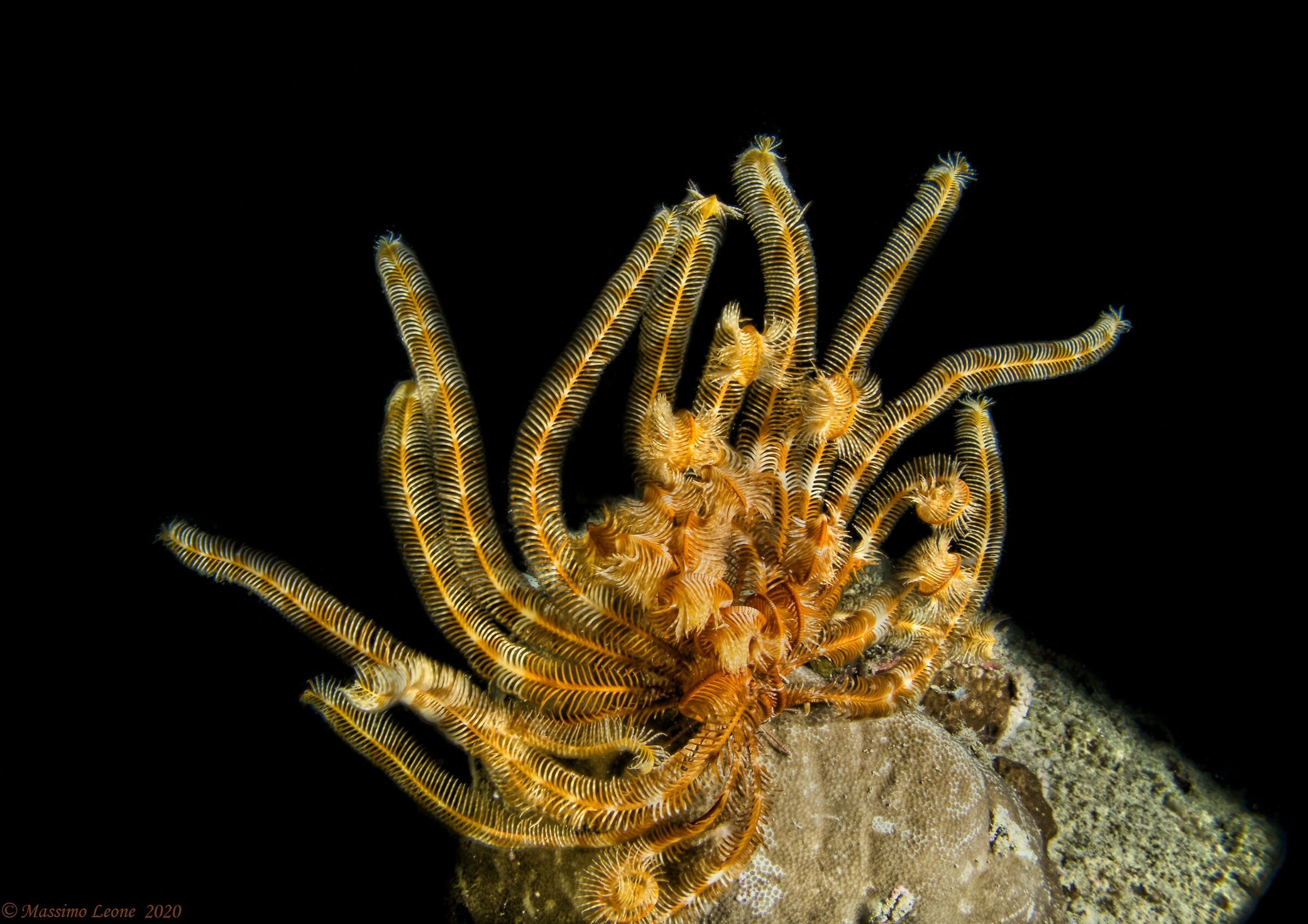 Feather star (Crinoid)