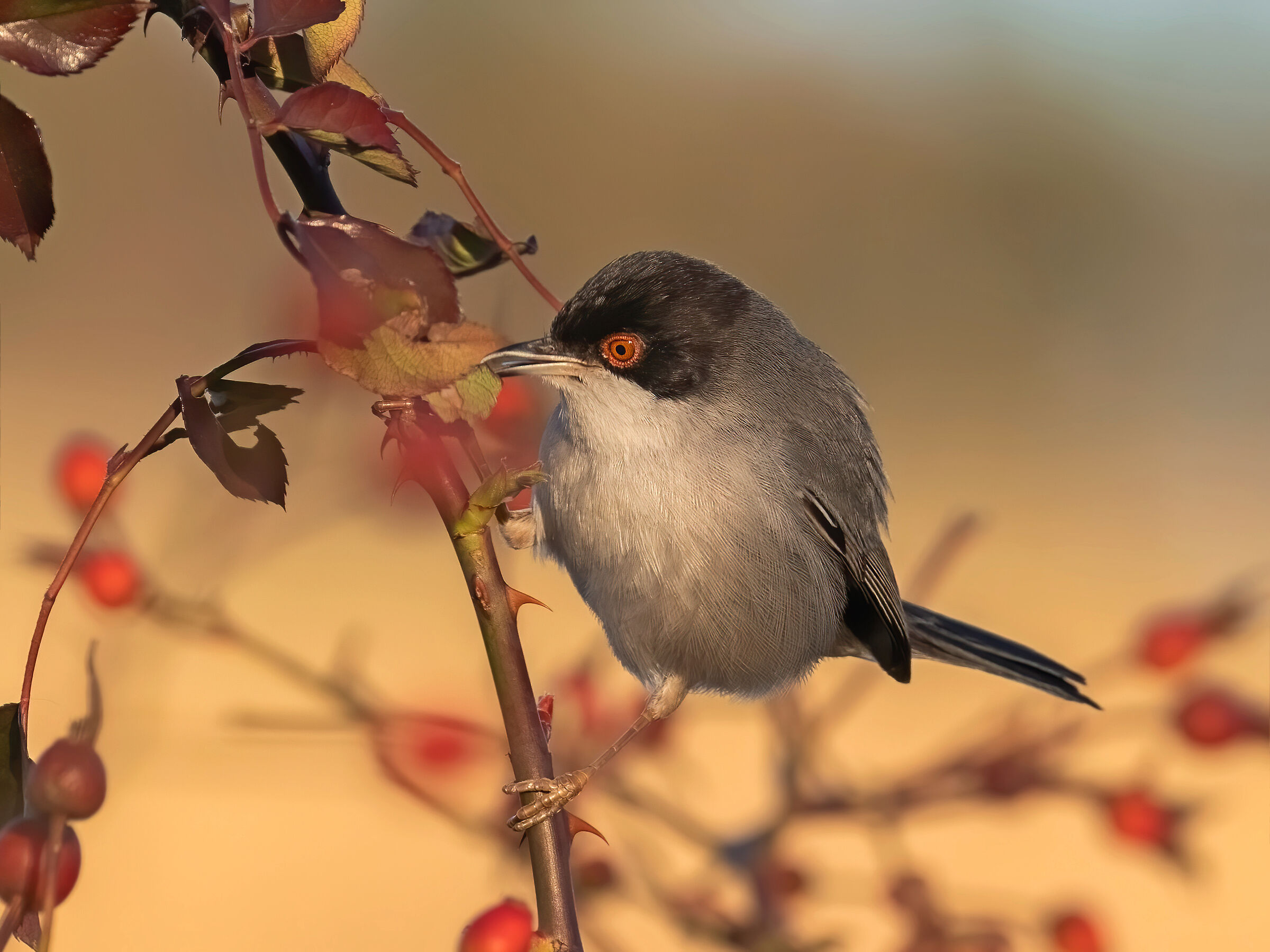 Occhiocotto al pasto cerca pulci della rosa