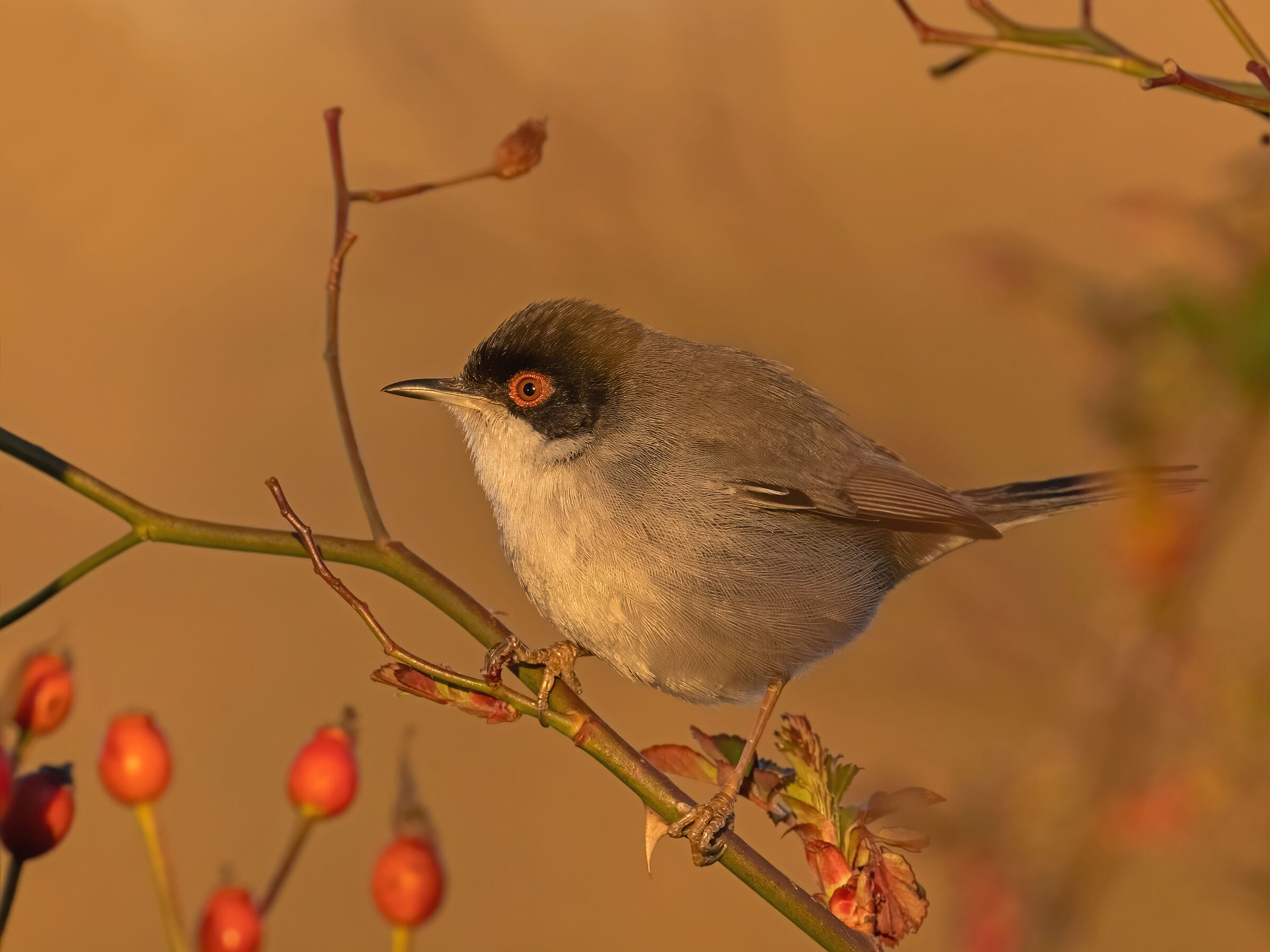 Occhiocotto al tramonto