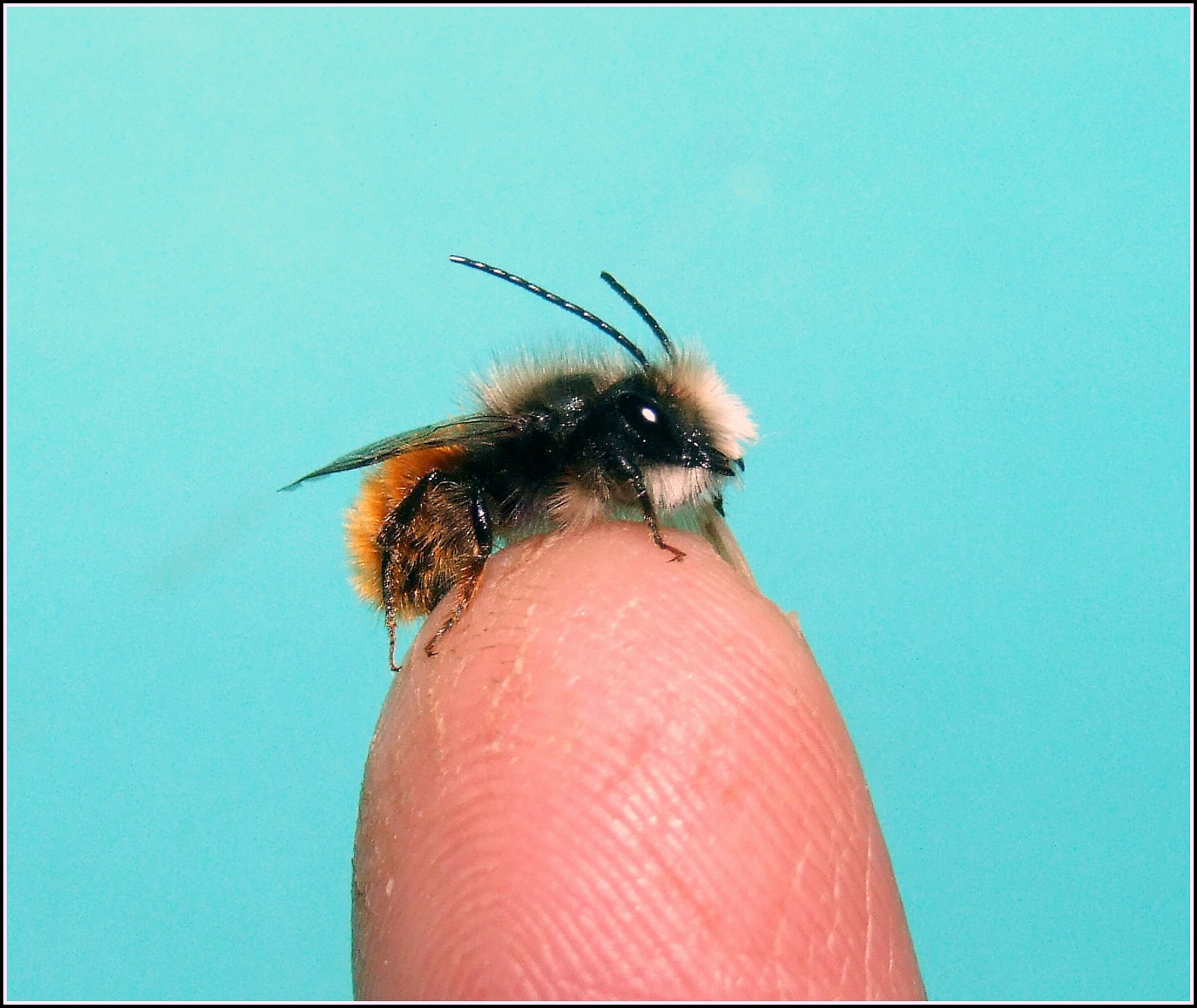 " Horned Osmia " male