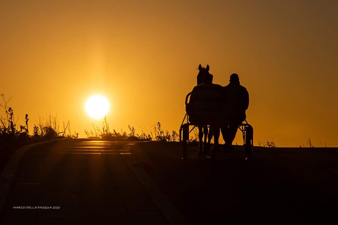 O horse is back.....