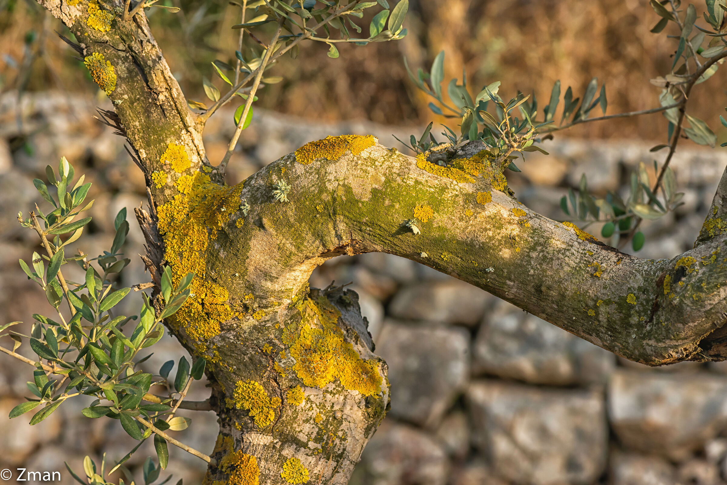 Olive Tree