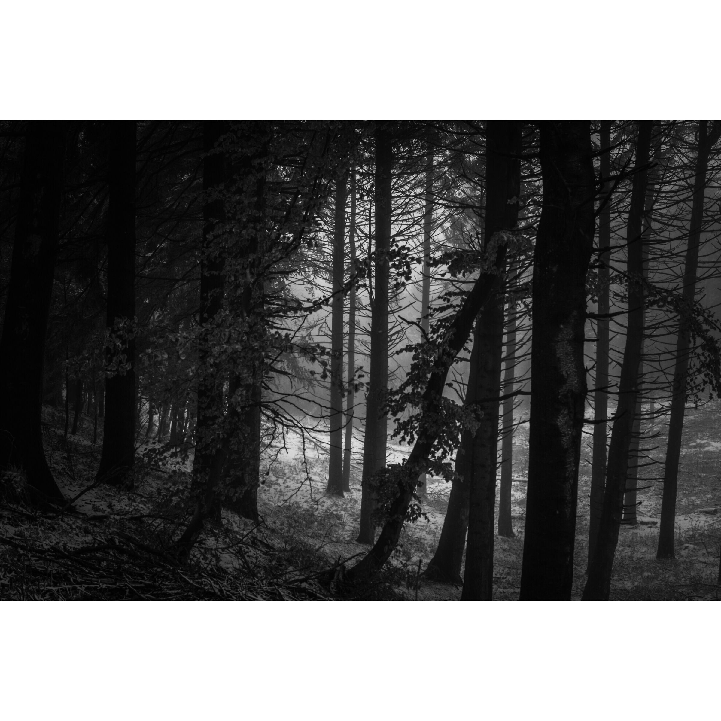 Fog, Out,