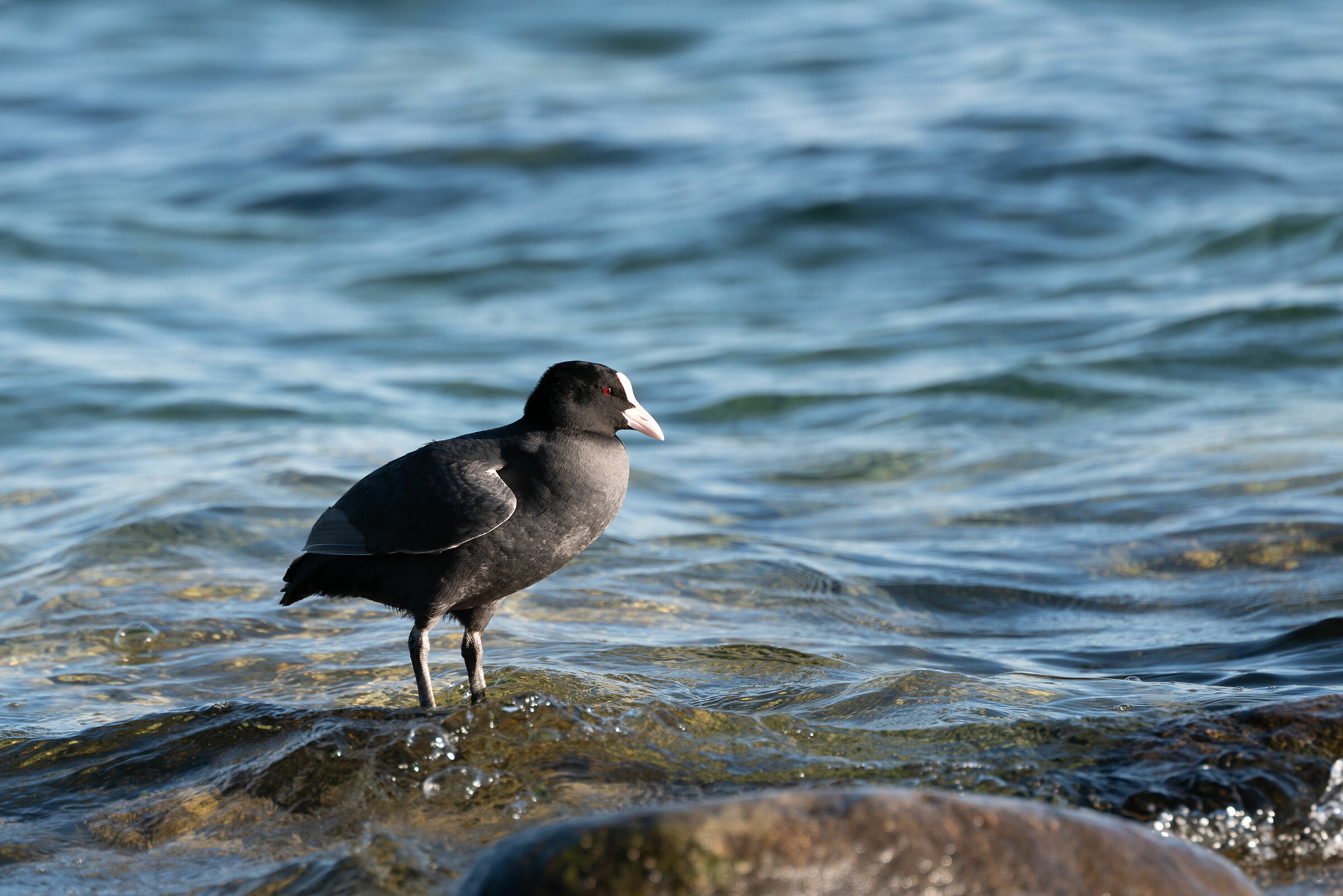 Try LEica VArio 90-280