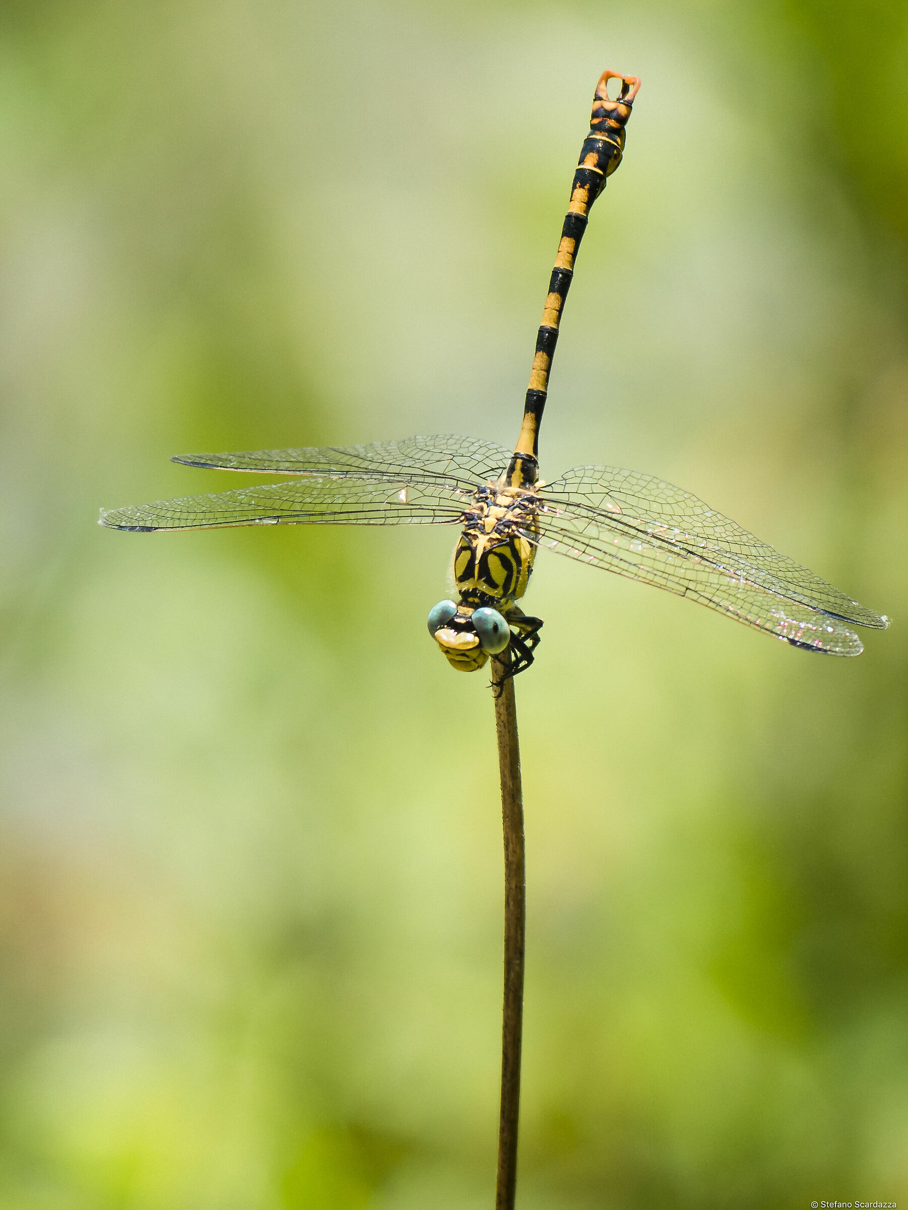 Dragonfly