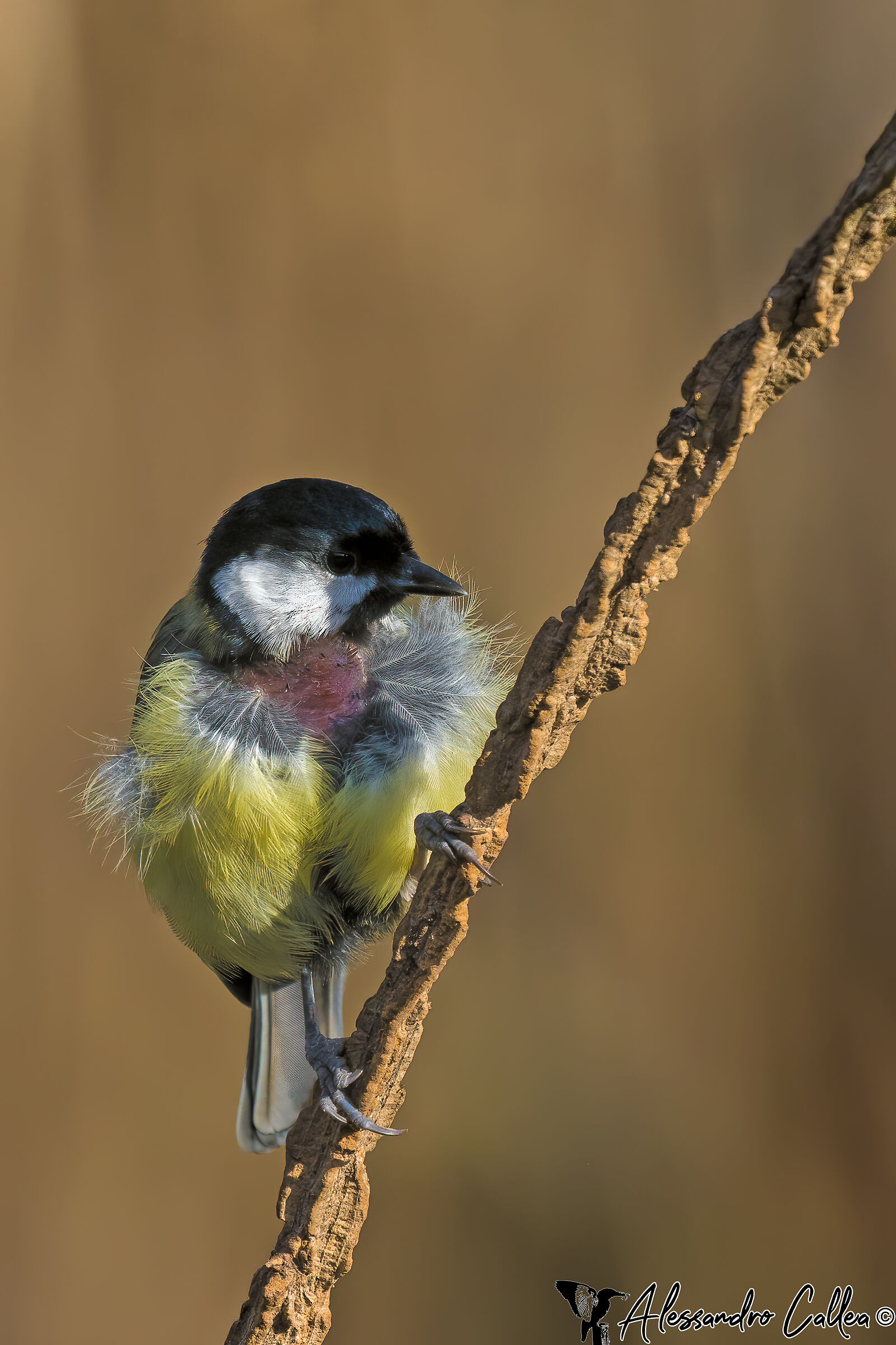 The signs of battle...