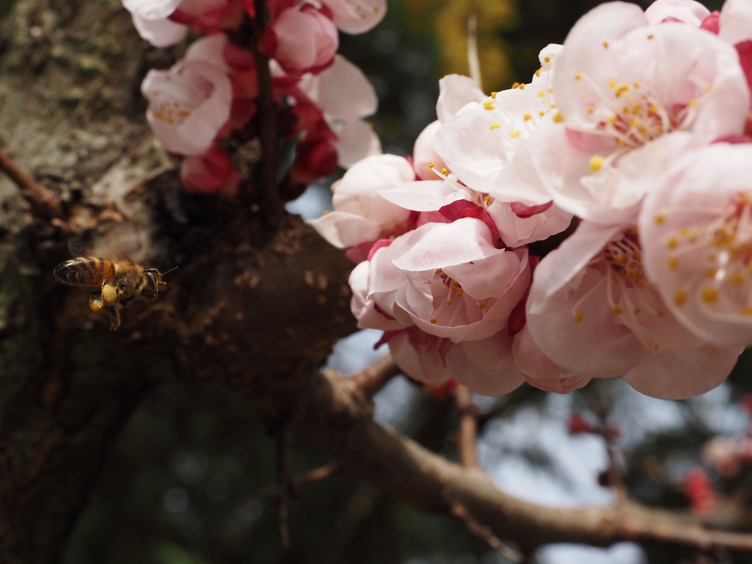 Assaggi di Primavera