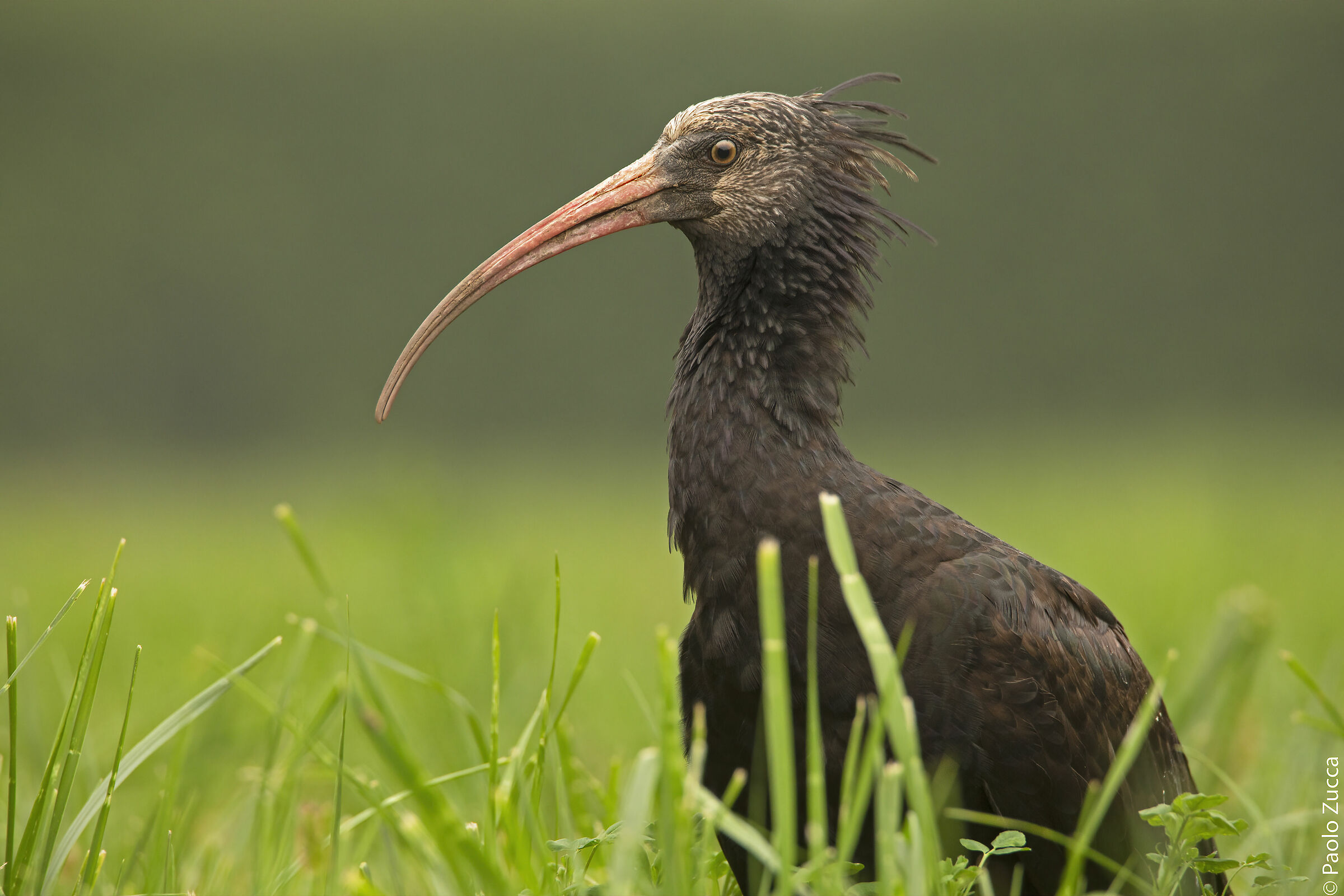 Profile of an Ibis
