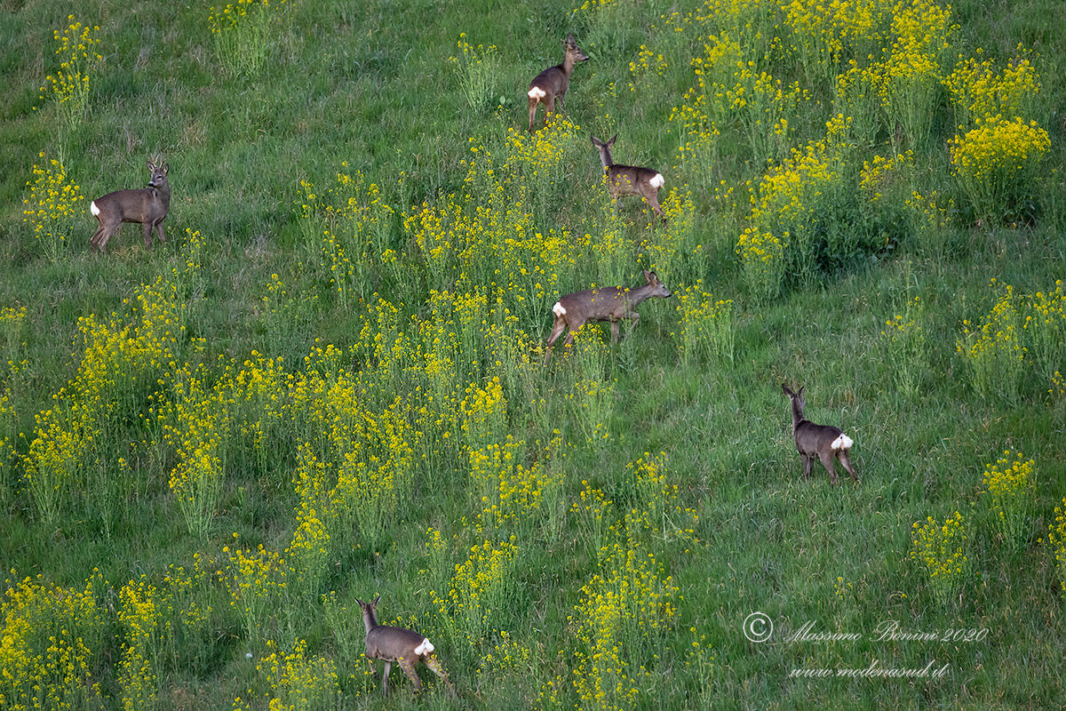 Primavera anticipata