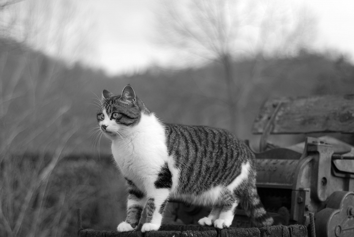 Bianchino alla scoperta .......