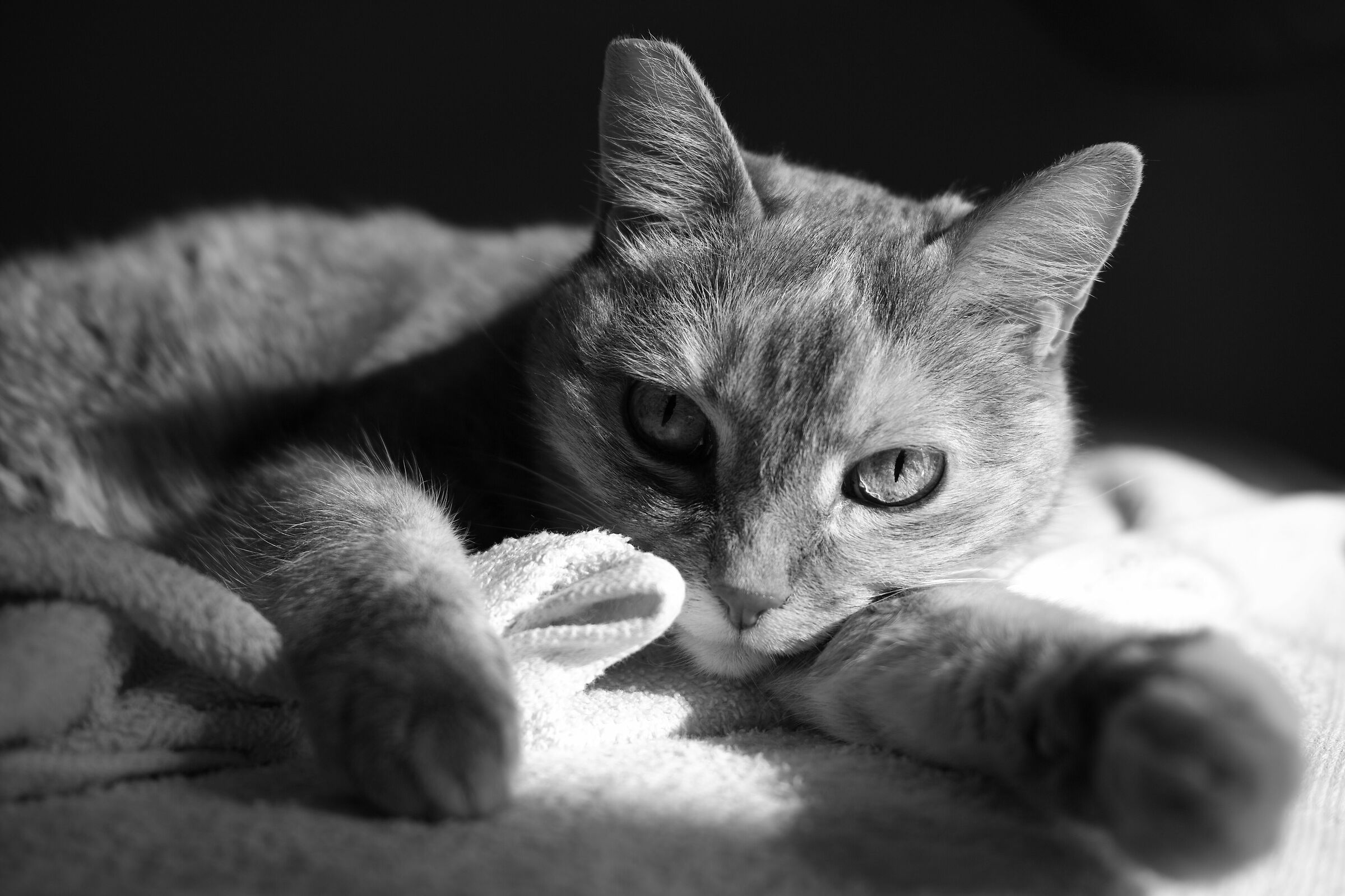 Una delle solite foto di gatti