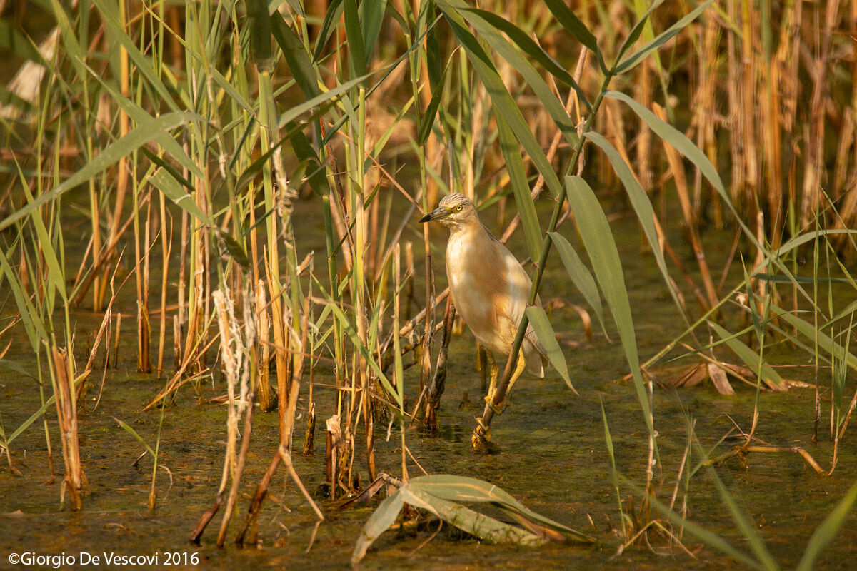 Sgarza ciuffetto - Ardeola ralloides