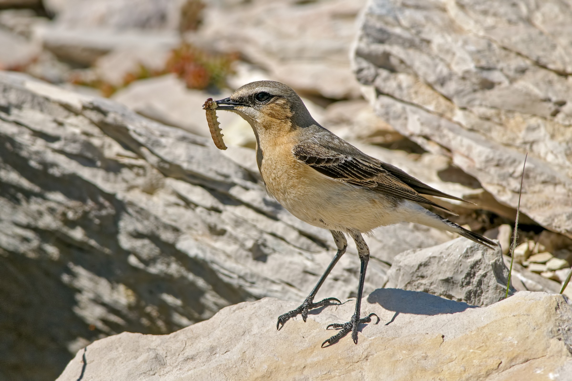 Wheatear (Oenanthe oenanthe)