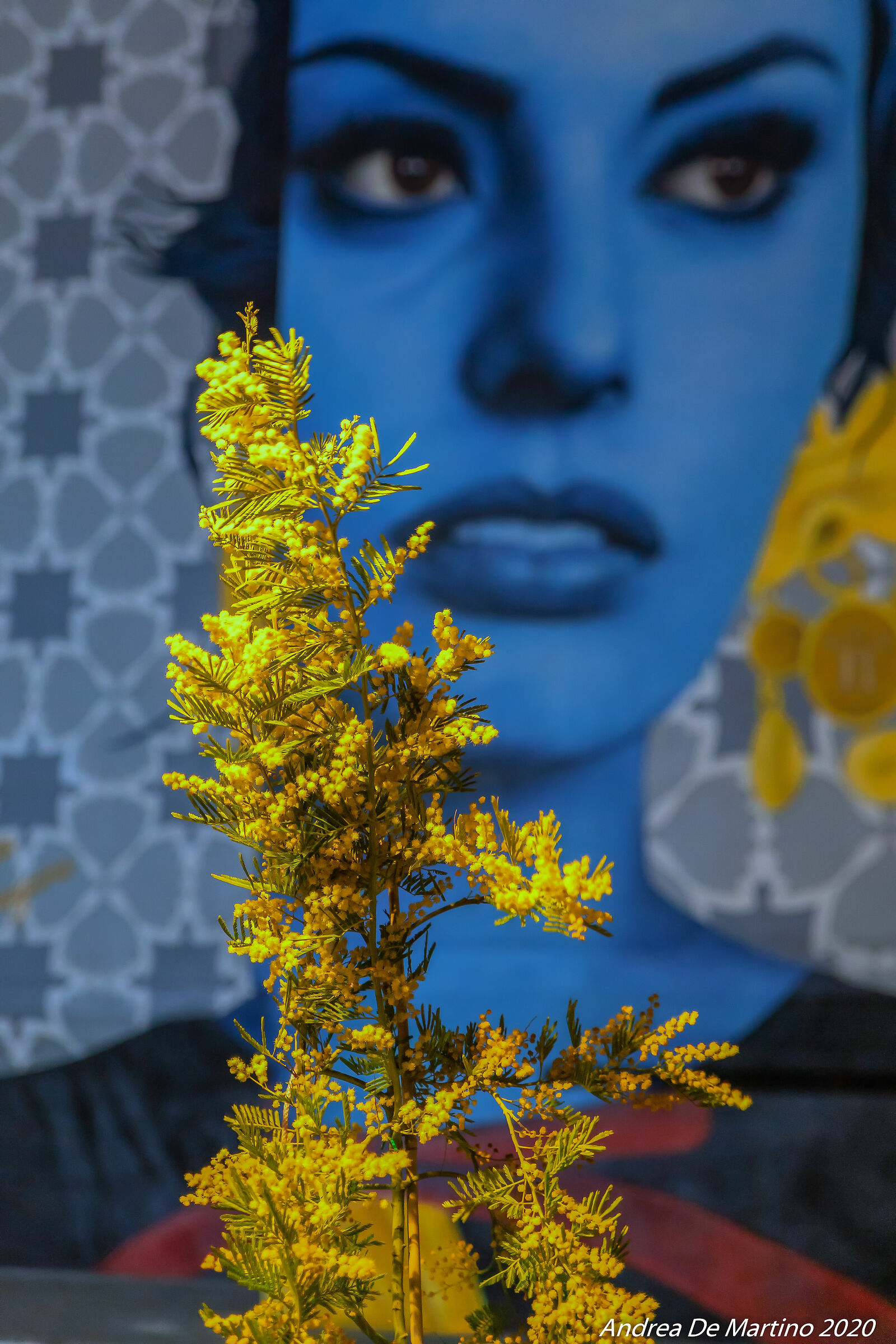 Una mimosa per Donna Sofia