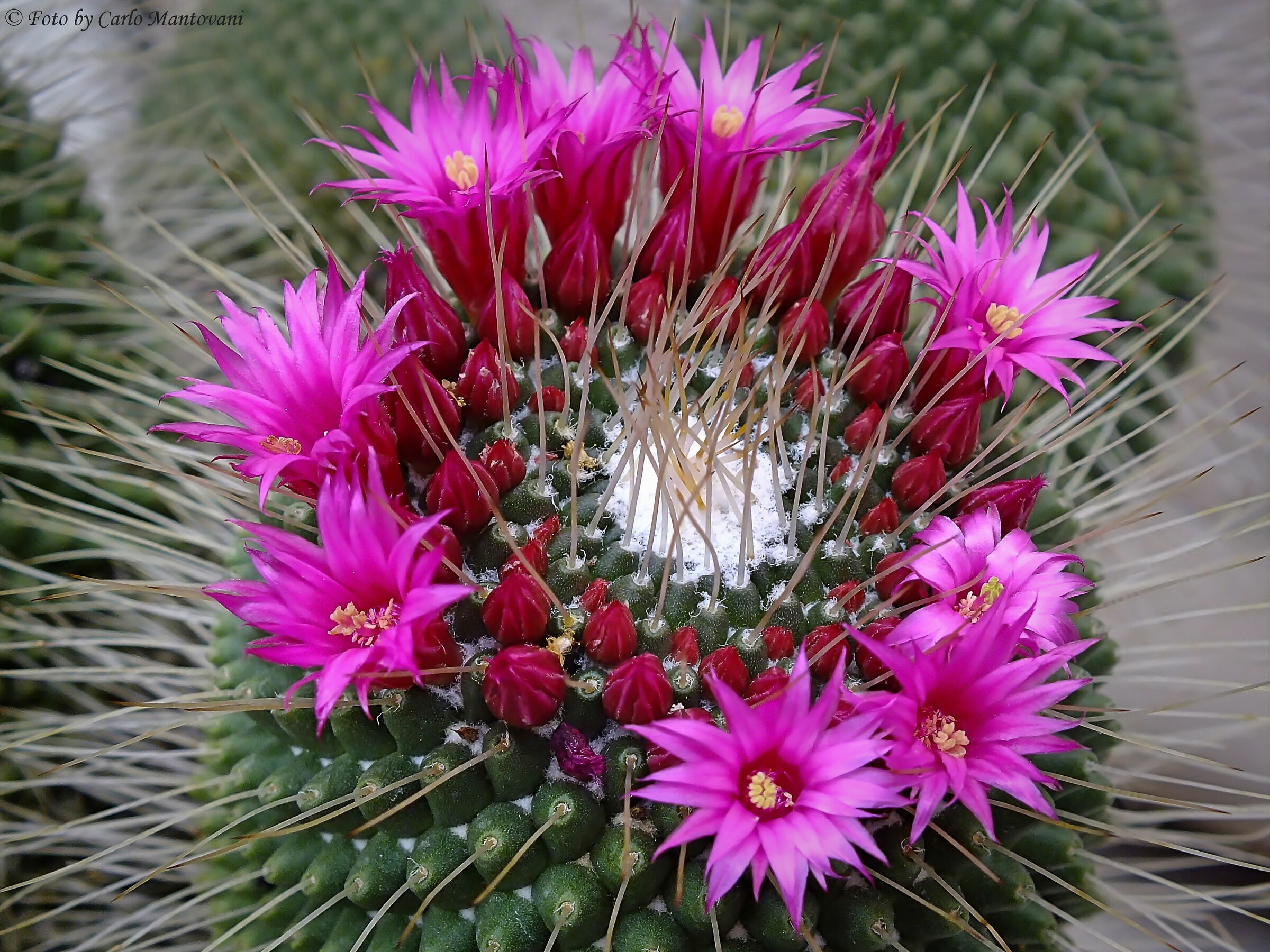 Fioritura pianta grassa (0563)