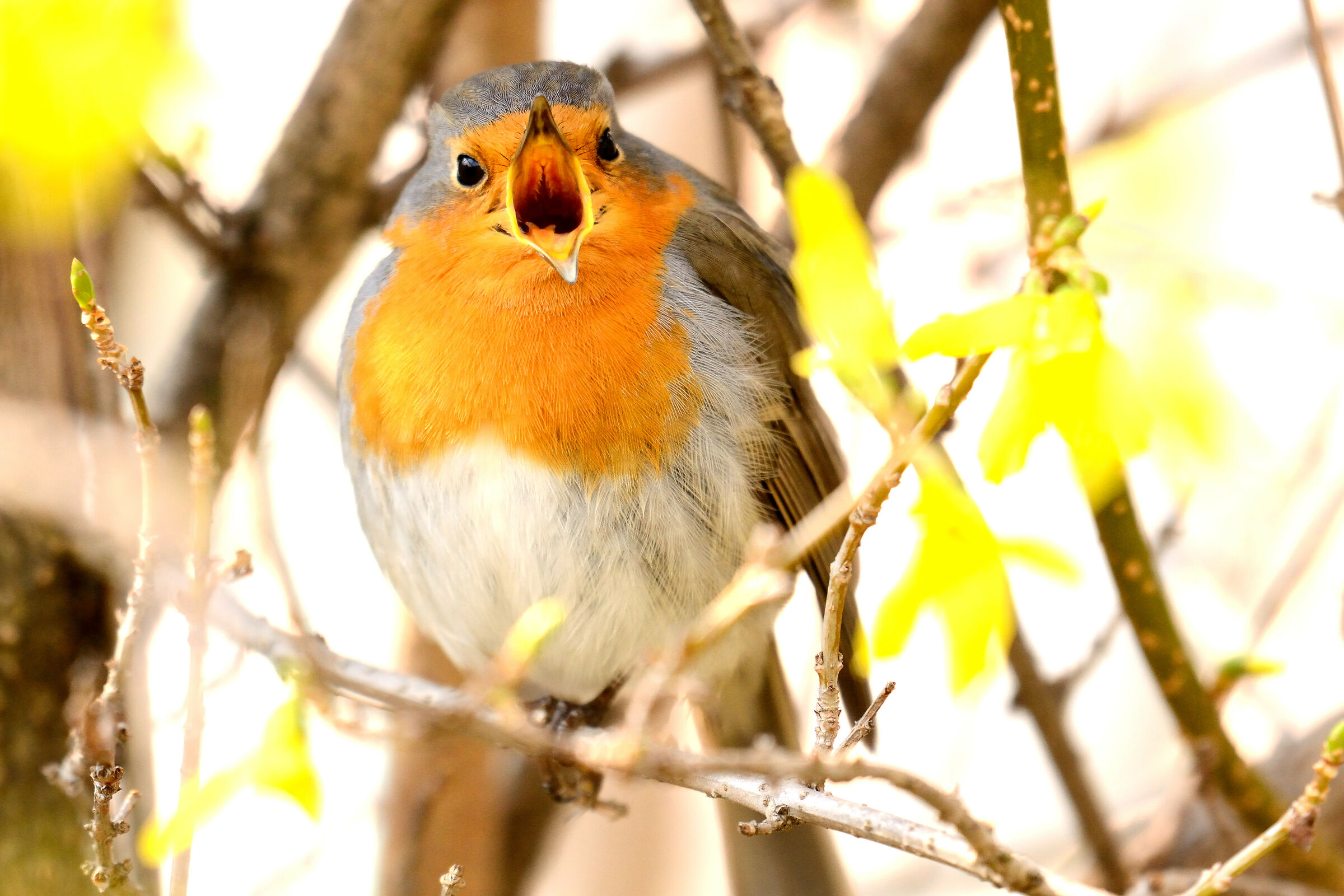 No more photographs!!!!!