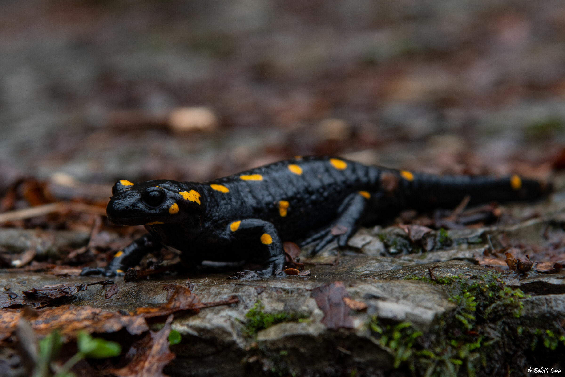 Salamandra pezzata