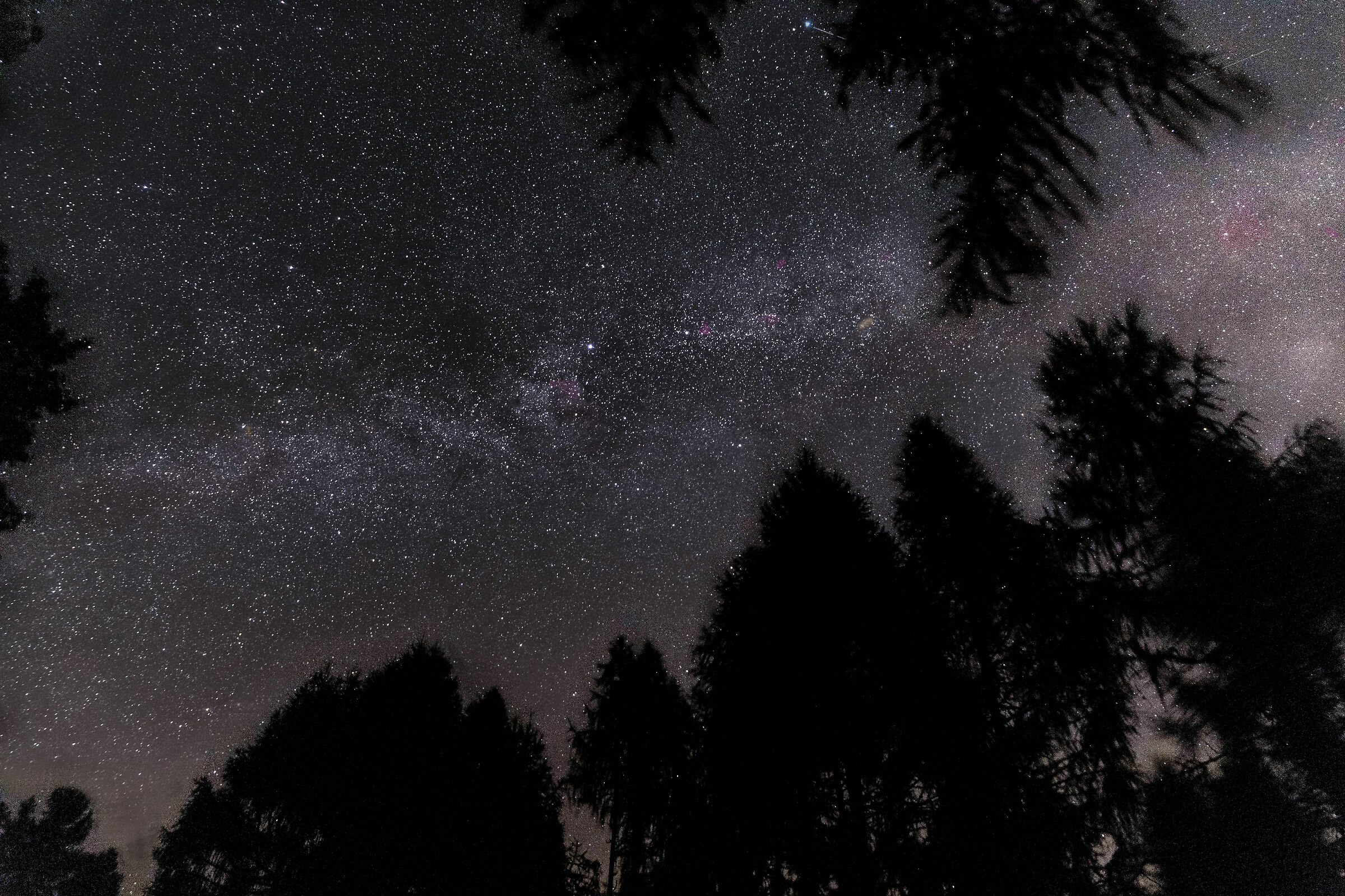 Milky Way in the Woods