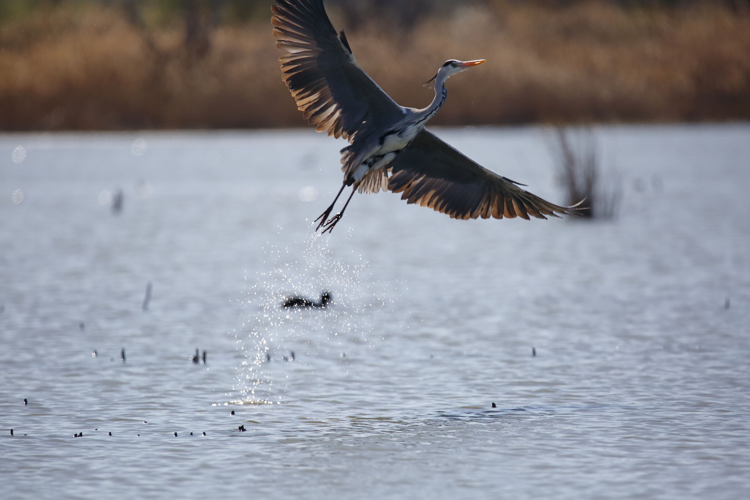 Ash Heron Oases the Valley