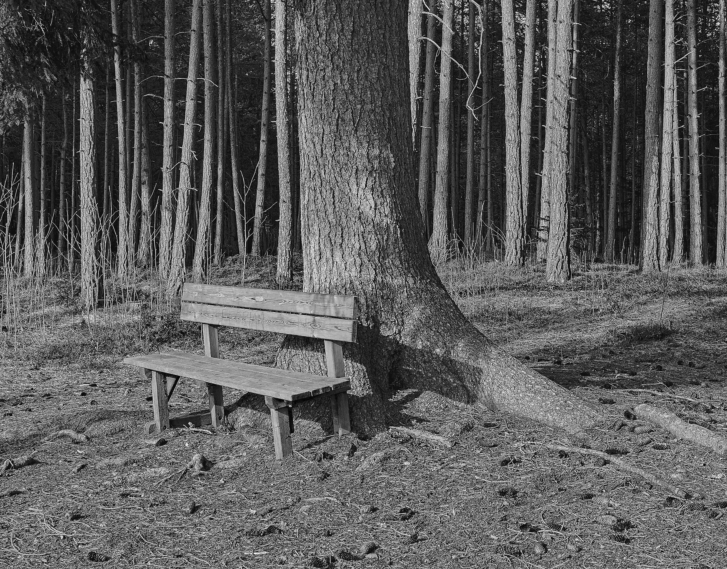 Bench in the woods