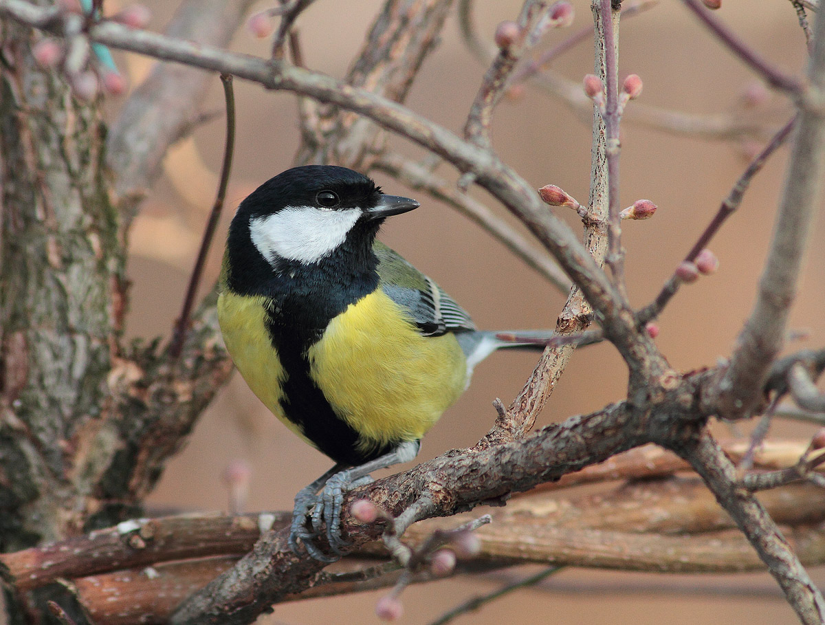 Great Tit