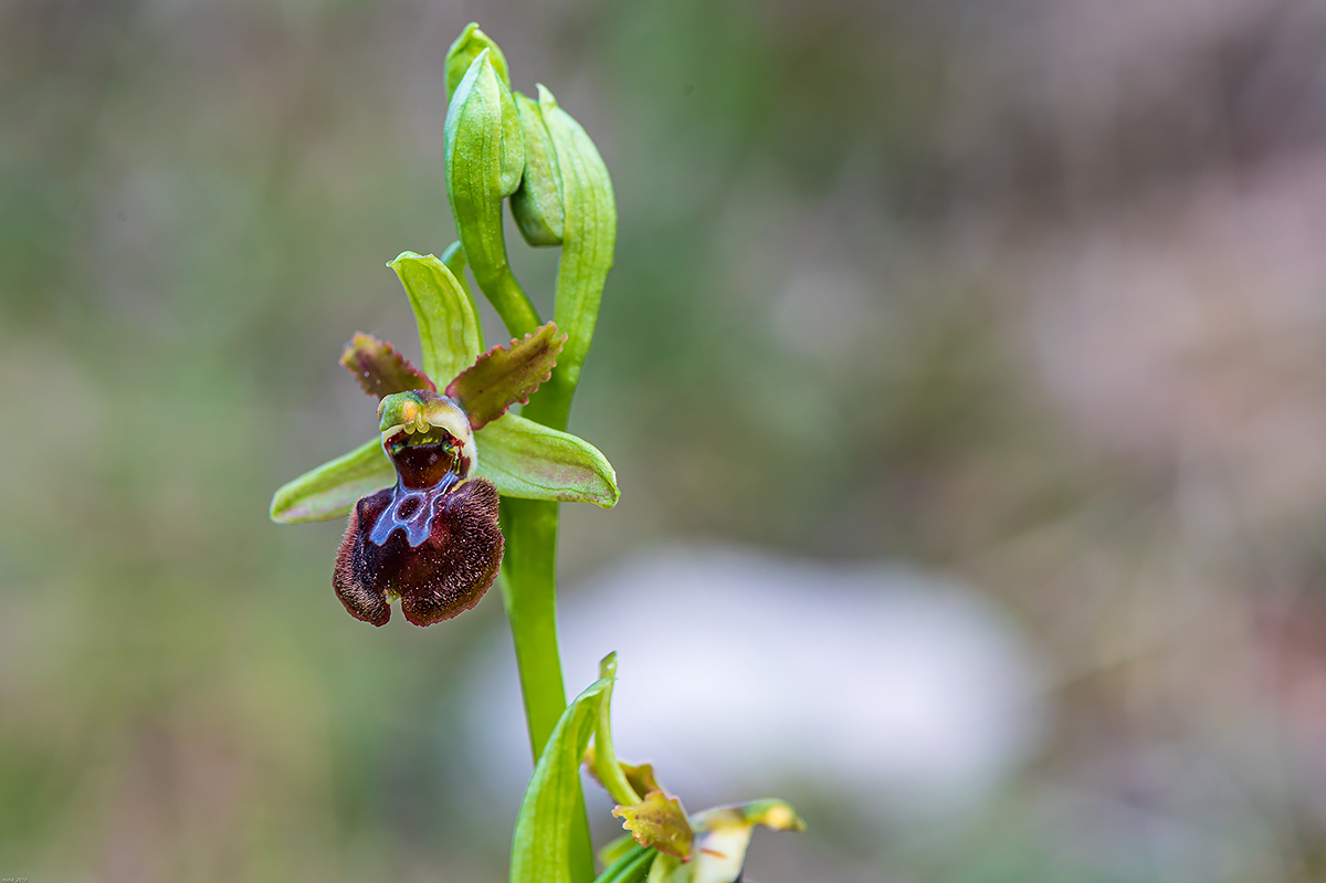 Ophrys sphegodes