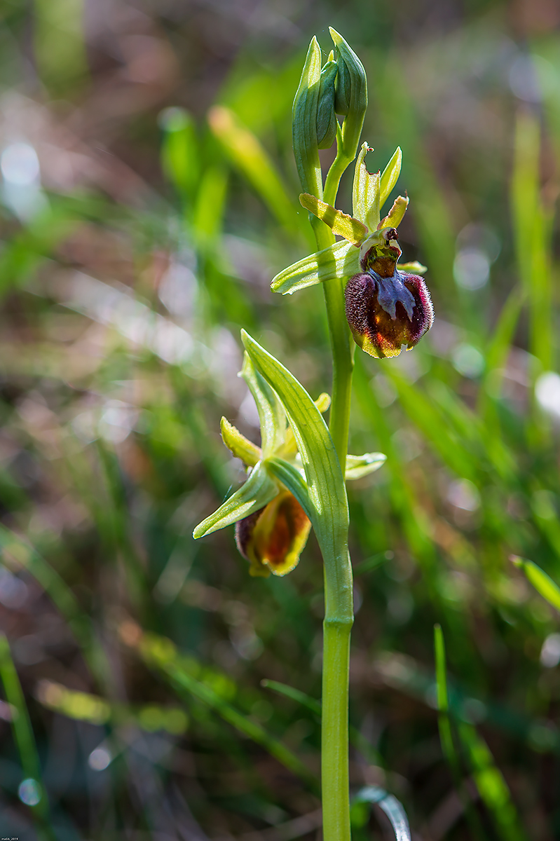 Ophrys Sphecodes